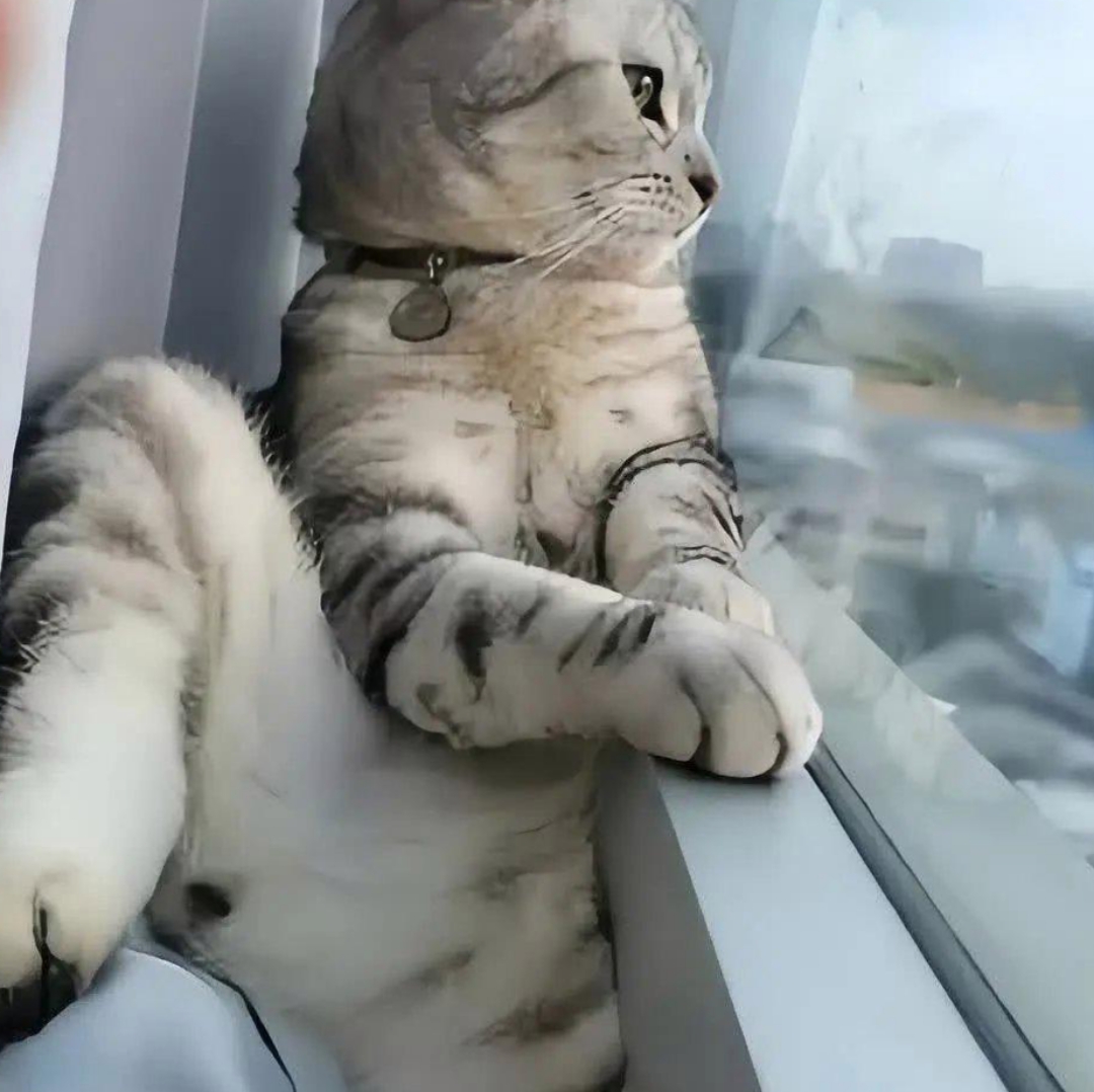 下班回到家就看到猫猫郁闷地坐在窗户旁,望着外面.