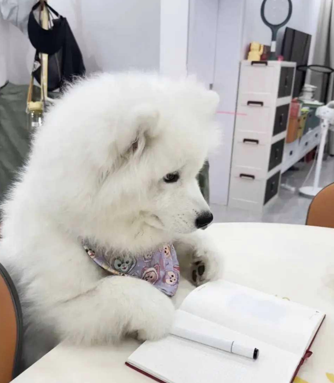 中午下班回到家就看到我家白白 这一本正经的样子.