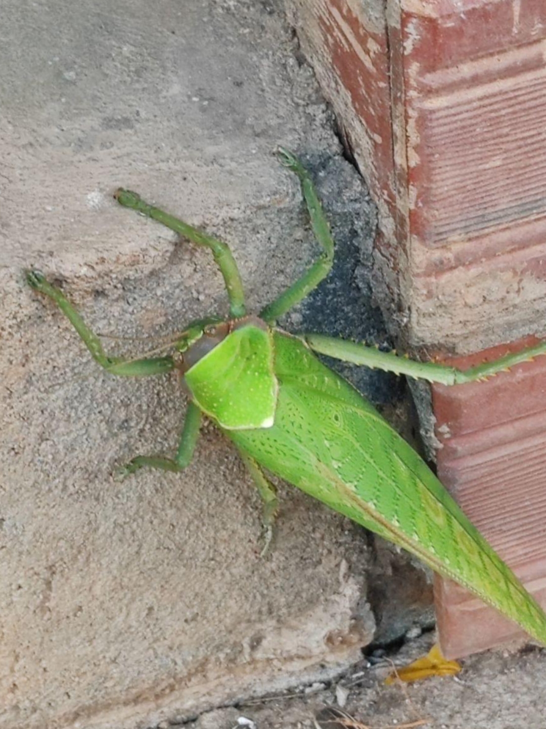 这绿虫子在我家墙角处发现好几次了,大家看看这是什么虫啊,有认识的吗