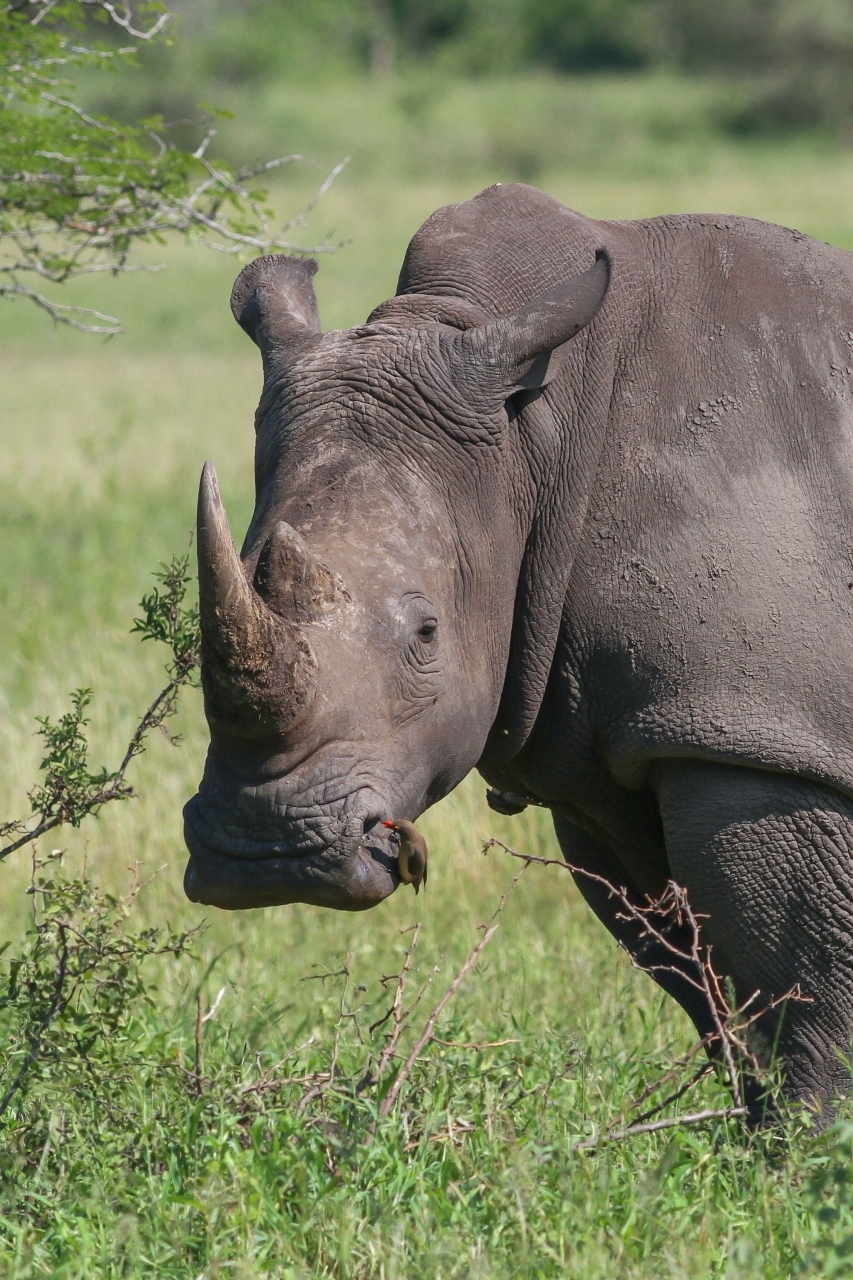 白犀,white rhinoceros,也叫宽唇犀牛,因为它们的上唇平而宽,这很便于