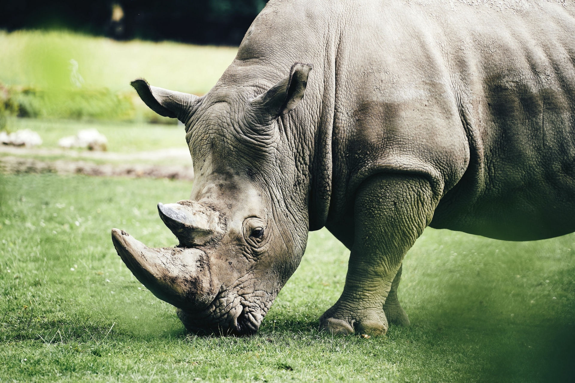 白犀,white rhinoceros,也叫宽唇犀牛,因为它们的上唇平而宽,这很便于