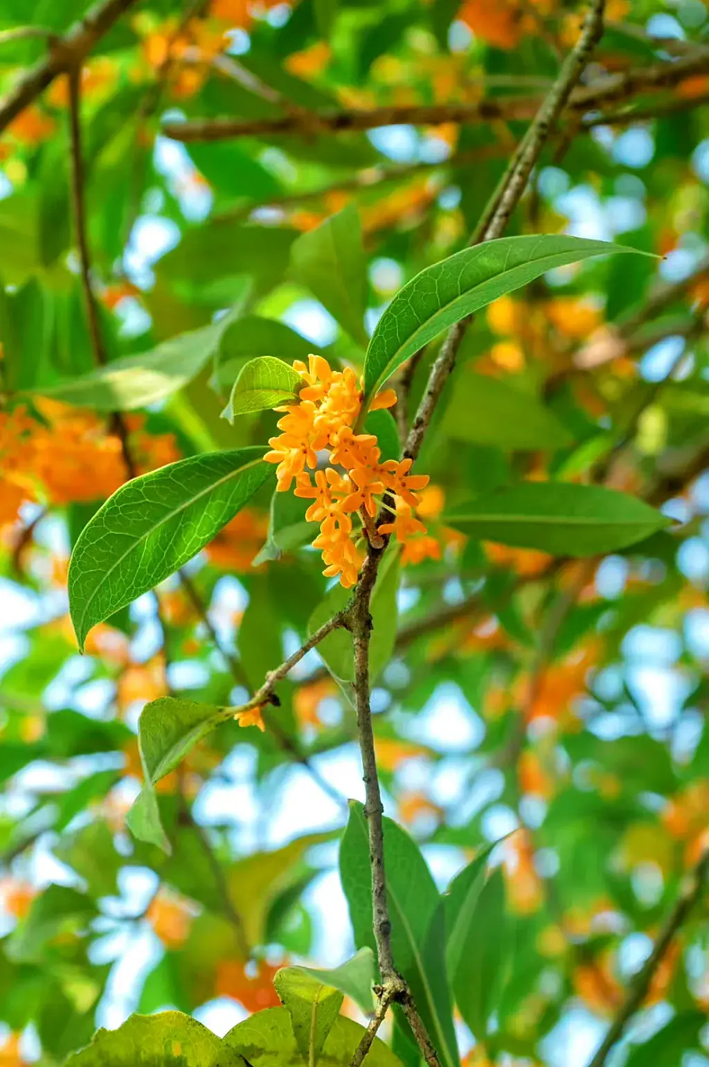 金状元桂花开花图片图片