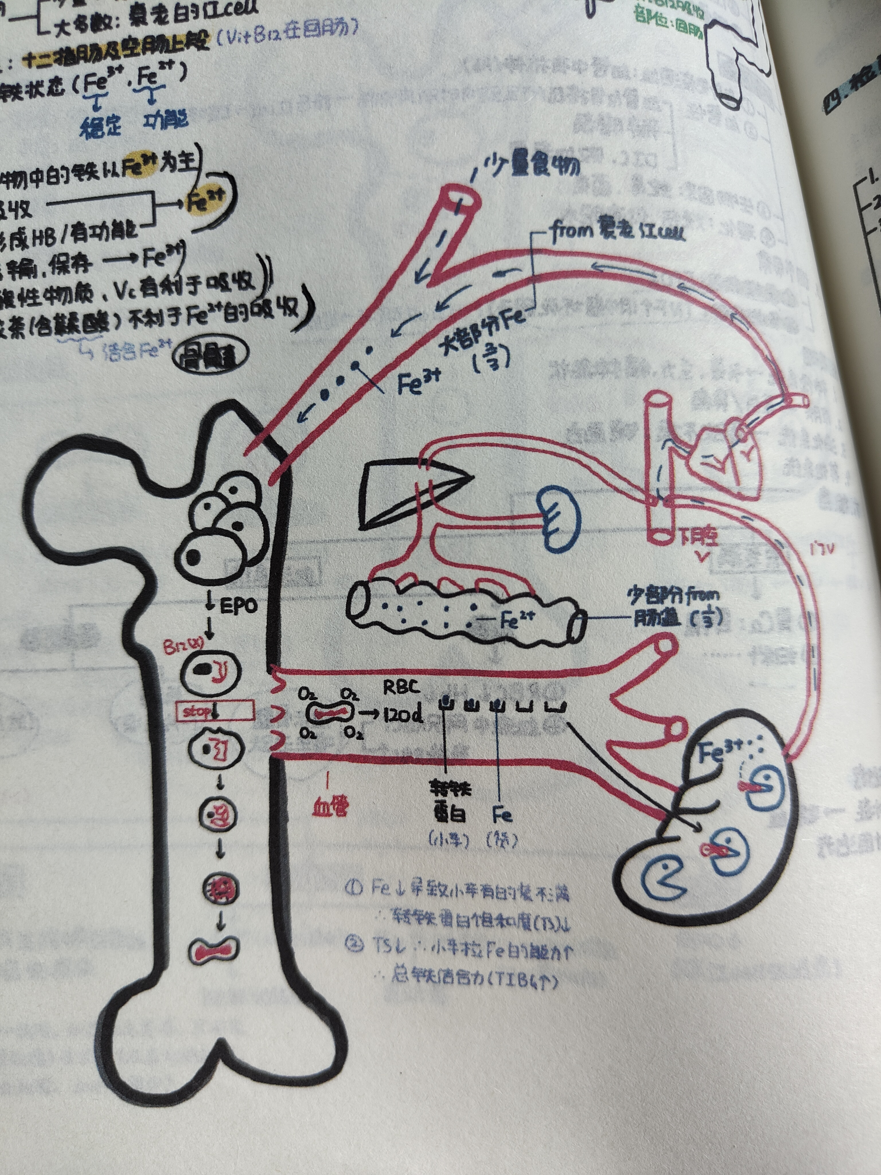 铁在体内的代谢过程图图片