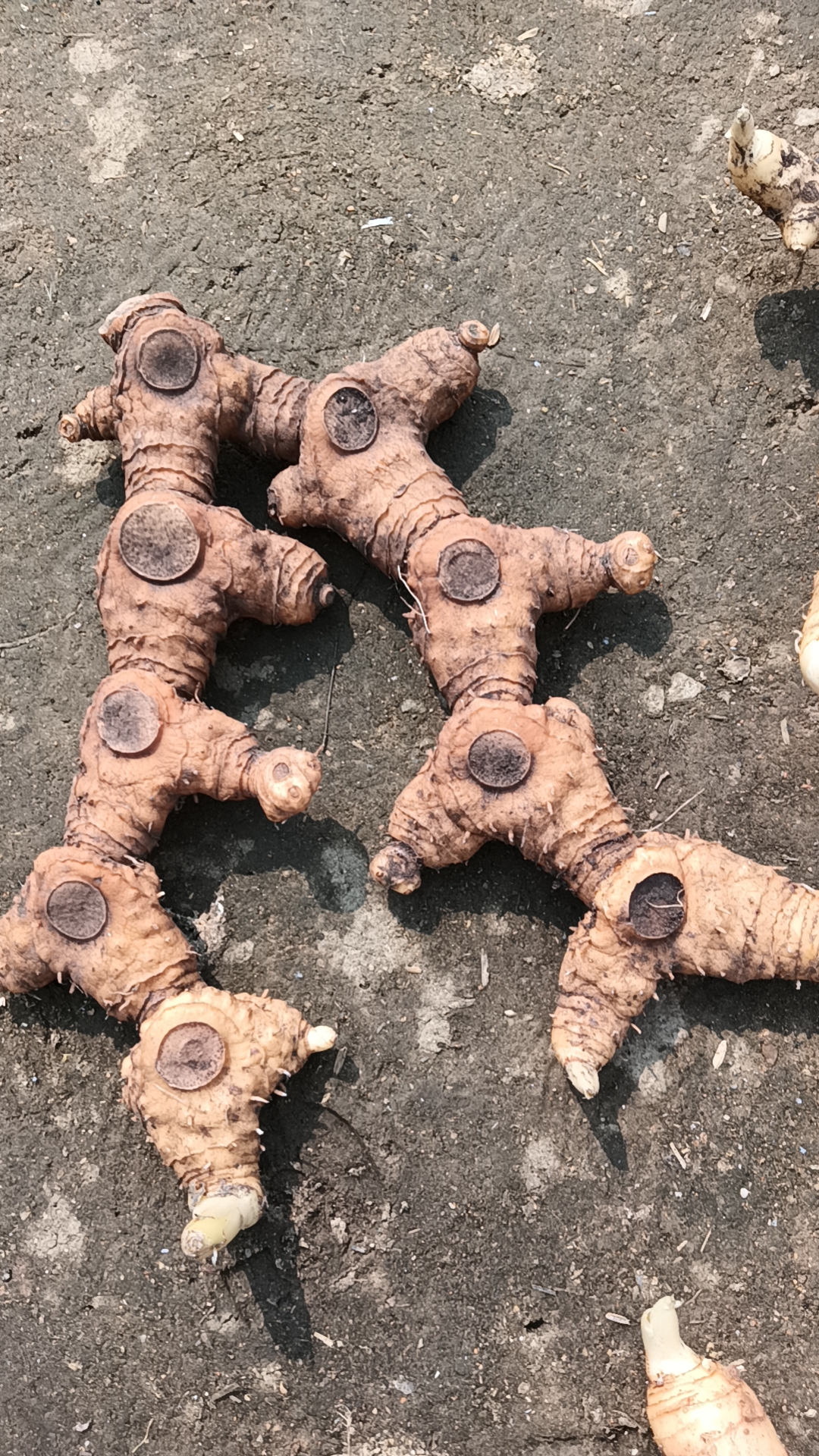 早春挖的货就是不一样,没人进山跟你抢,挖到的