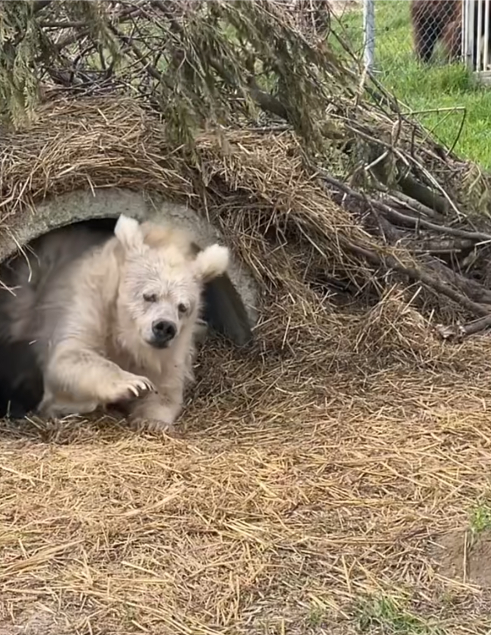 这熊怎么乱七八糟的样子,刚睡醒吧?