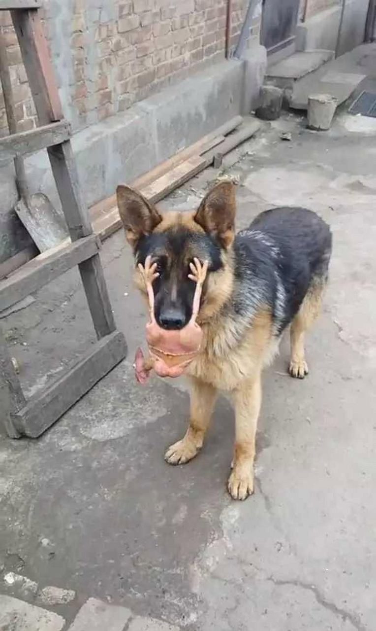 狗子:这鸡儿是不是有毒啊?看不见路了