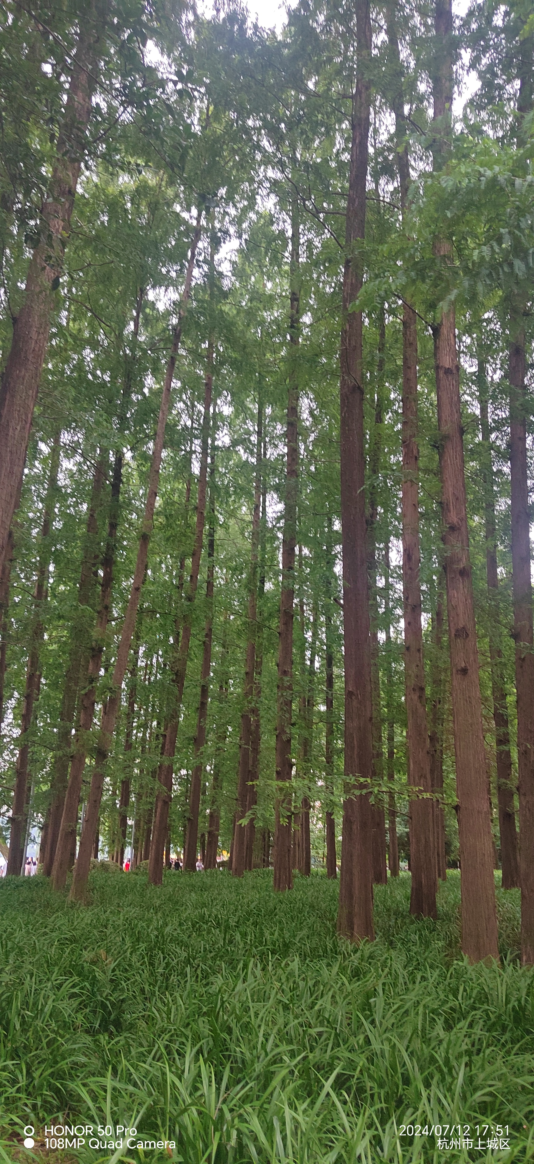 我唯独钟情水杉,高大挺拔,小到绿色的盆栽