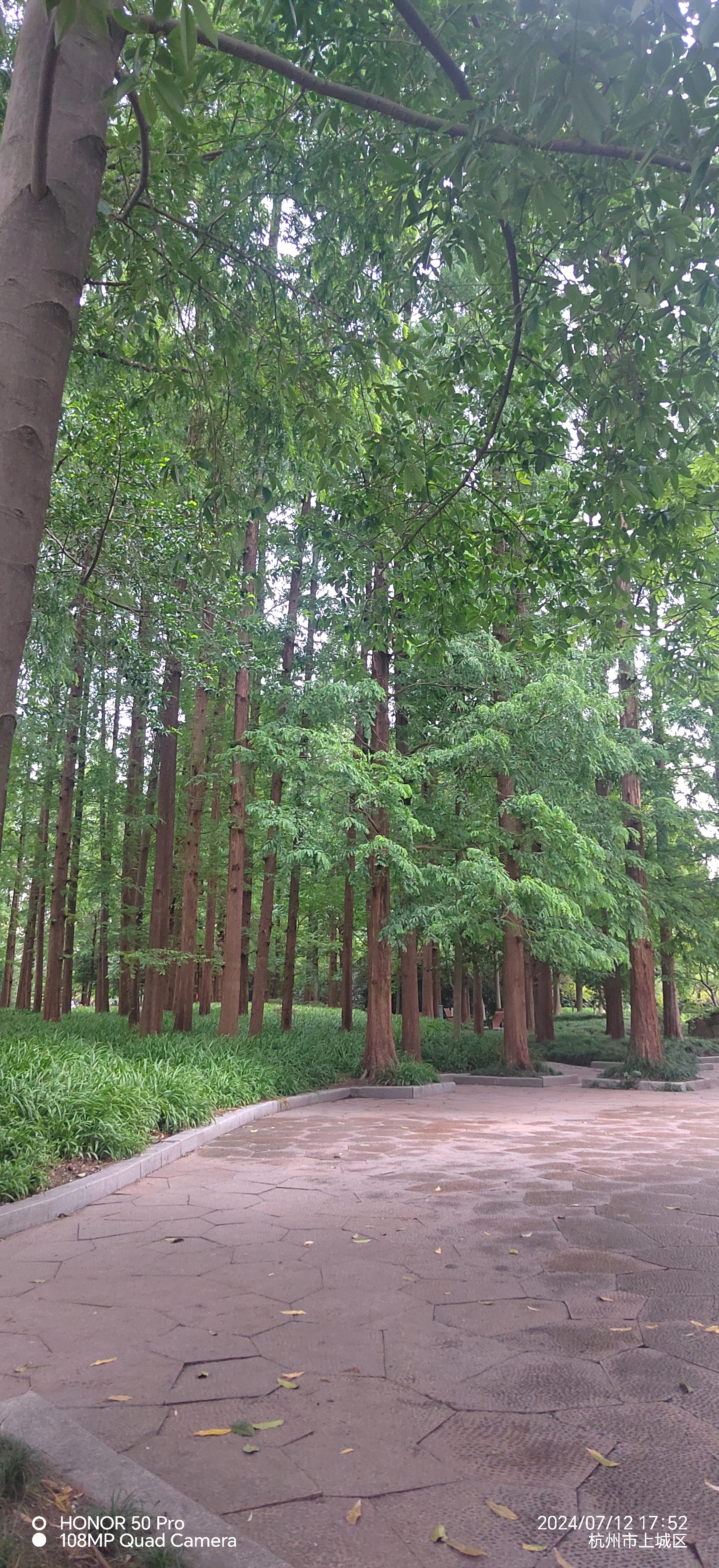 我唯独钟情水杉,高大挺拔,小到绿色的盆栽