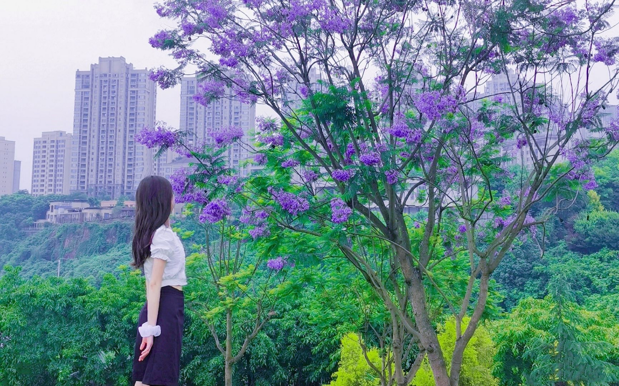 蓝樱花