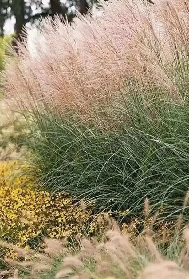野水向东流,倒映那,斜阳茅苇. 极睇. 但疏林远路,薄霭晚烟遗垒.
