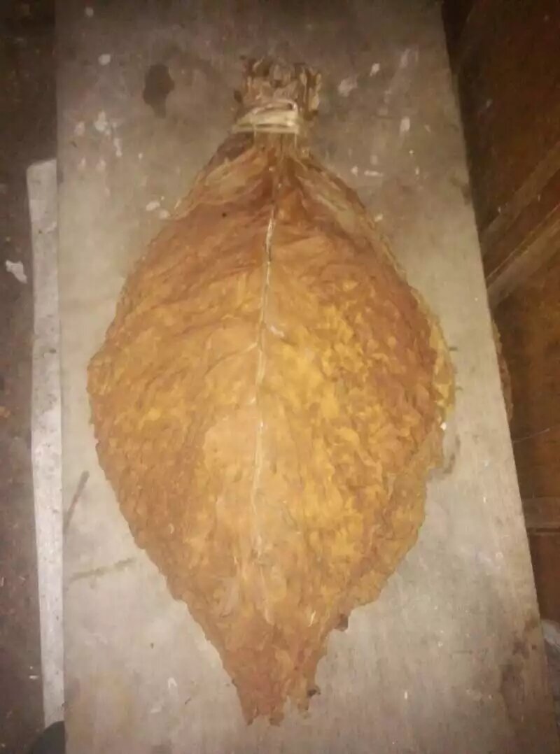 亚布力旱烟,纯烟头也就是上二叶,其三大特点