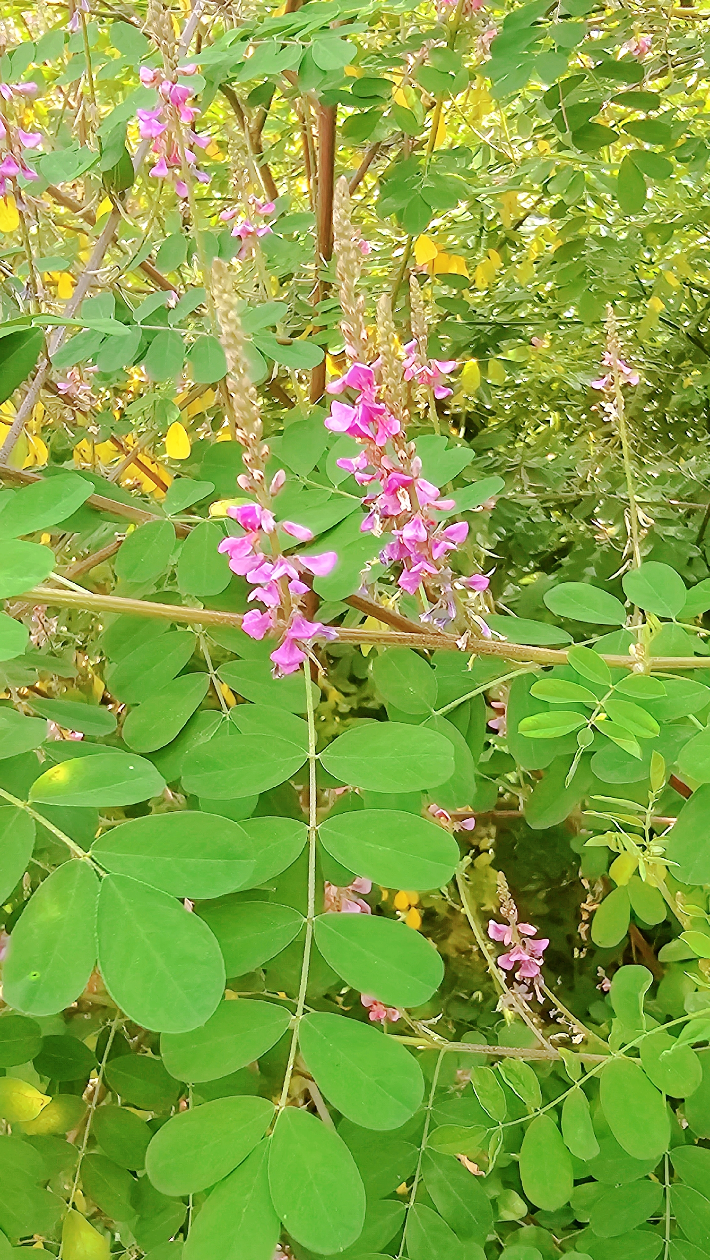 原因是木蓝能够提取蓝色的染料而得名,又叫蓝靛,别