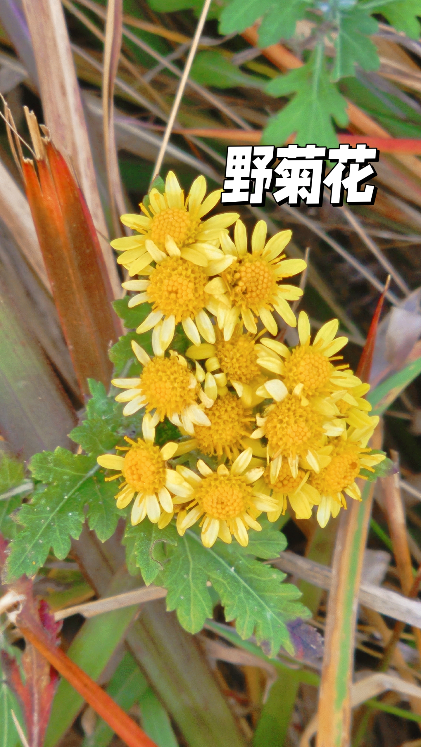 最近到朗目山和桂花公园游玩,分别认识了菊科类植物野菊花和千里光.