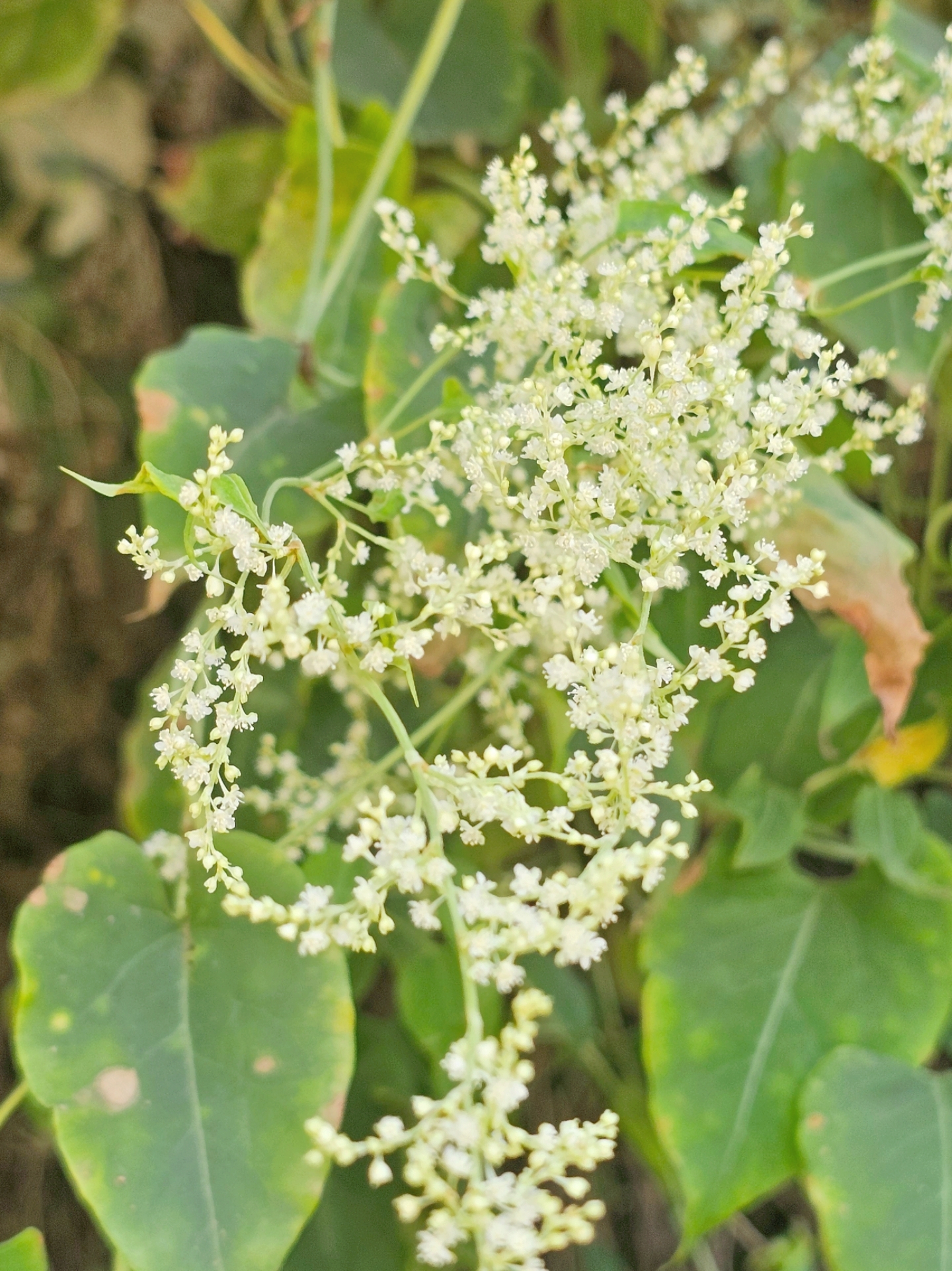 神奇植物-何首乌的盛花期.
