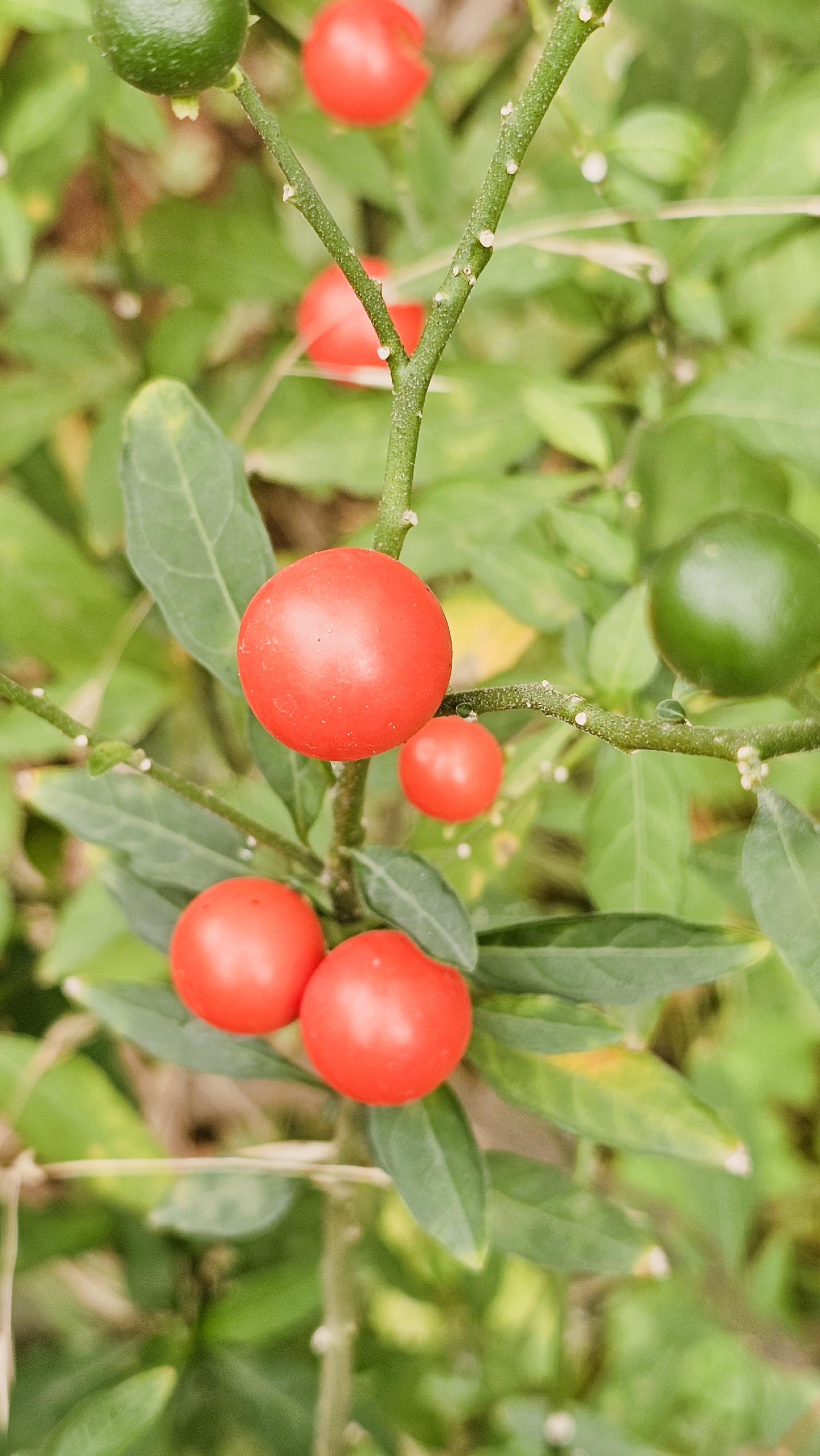 观果花卉珊瑚樱