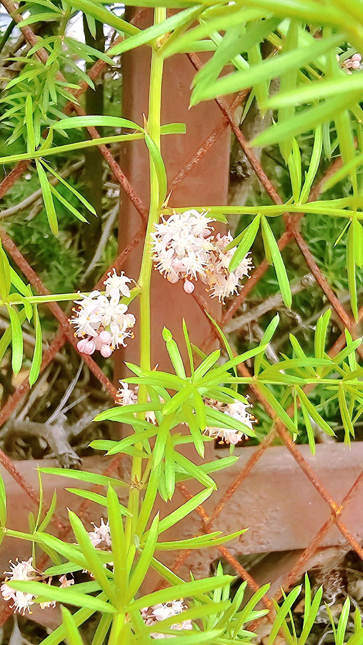 为百合科天门冬属植物天门冬的块根,具有滋阴润燥,清肺降火之功效.
