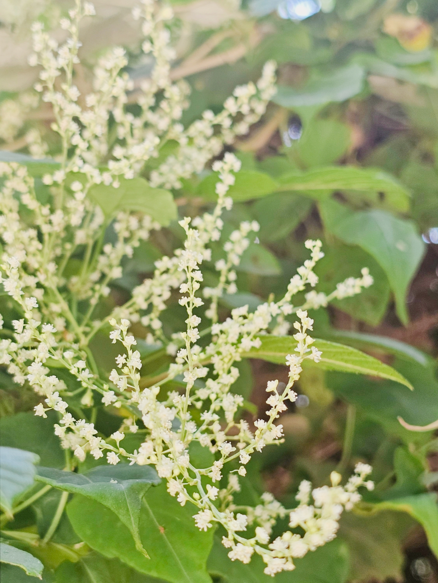 神奇植物-何首乌的盛花期.