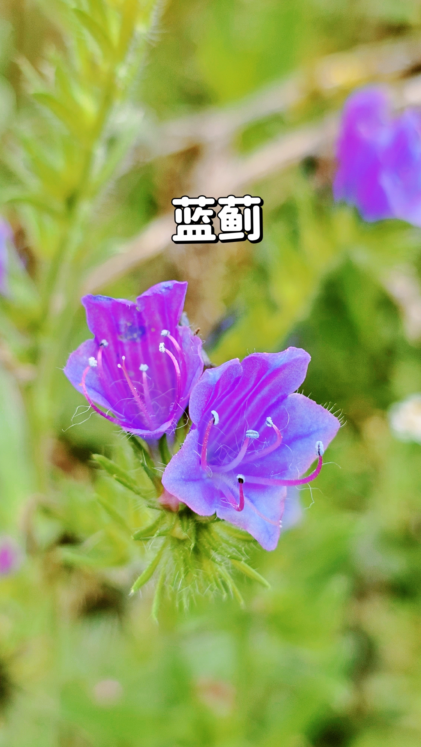 蓝蓟的花语是保佑,这个花朵带来的是庇护和保佑.