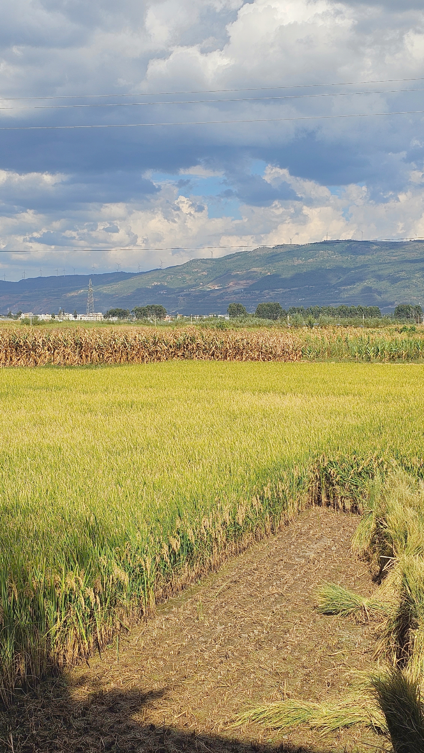 秋日生活创作季# #我是本地分享家