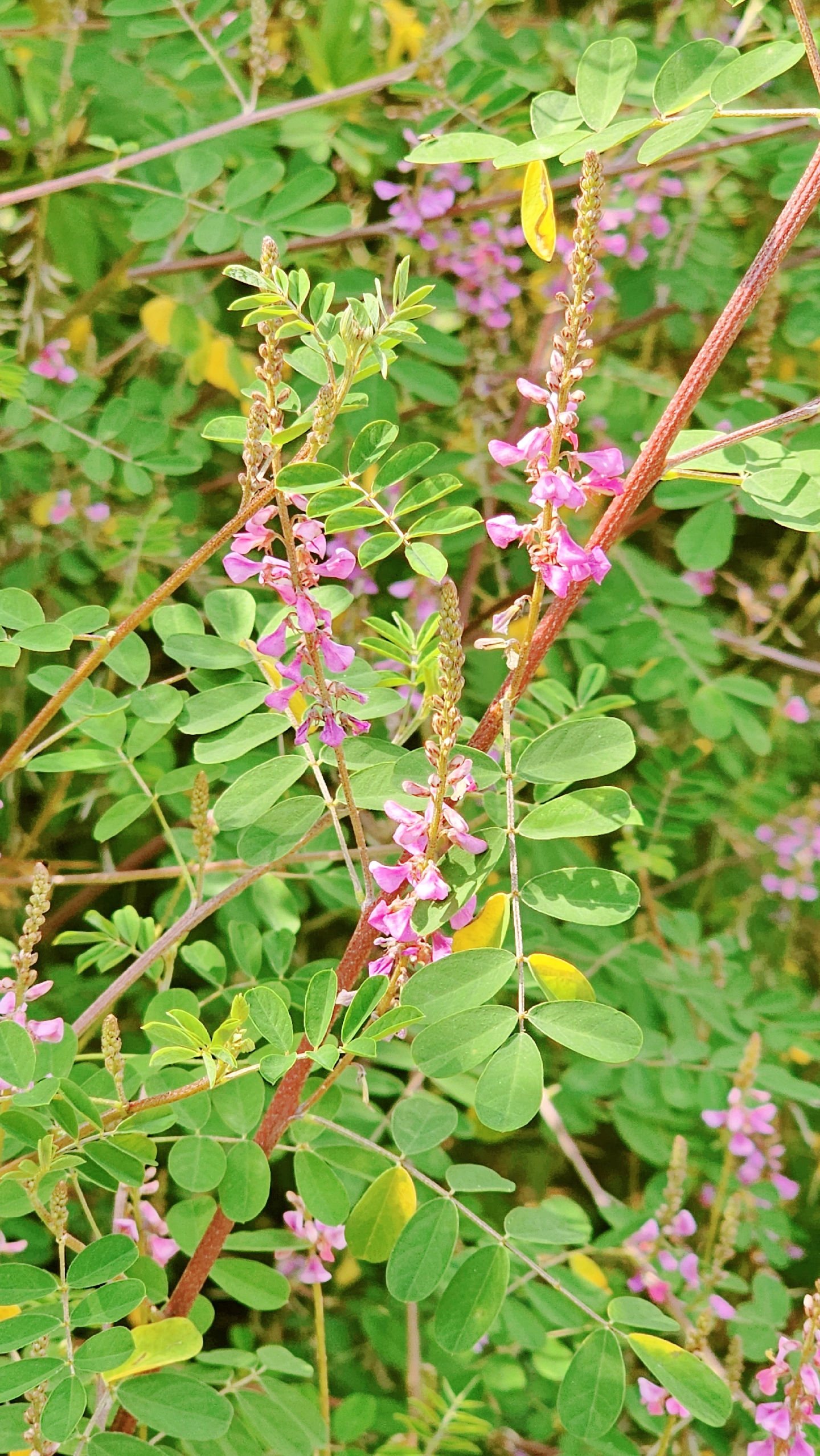 原因是木蓝能够提取蓝色的染料而得名,又叫蓝靛,别