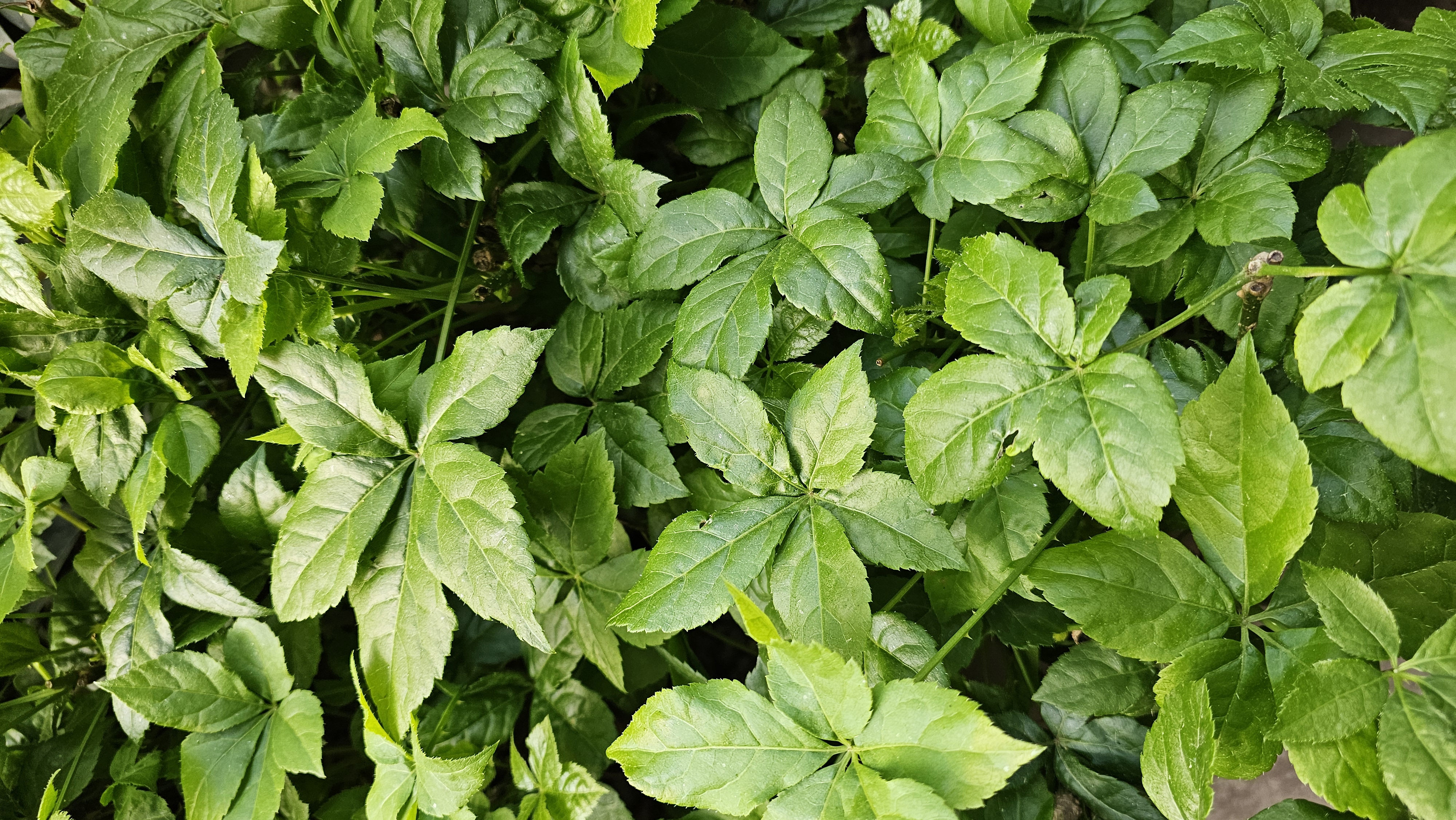 老妈种了3盆刺五加,全株带刺