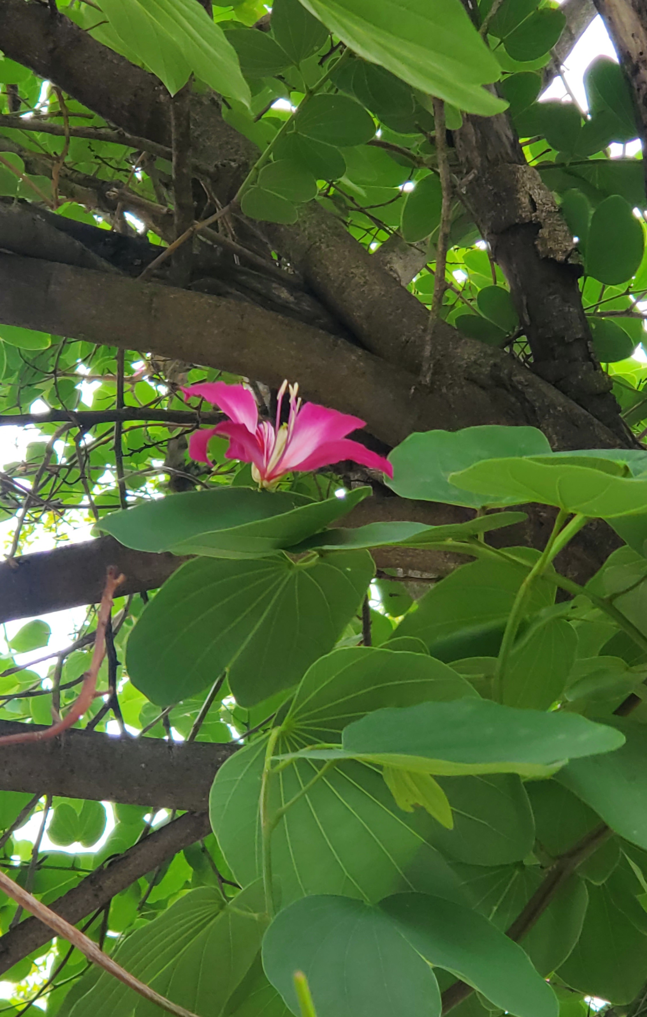盛夏开花的红花羊蹄甲.