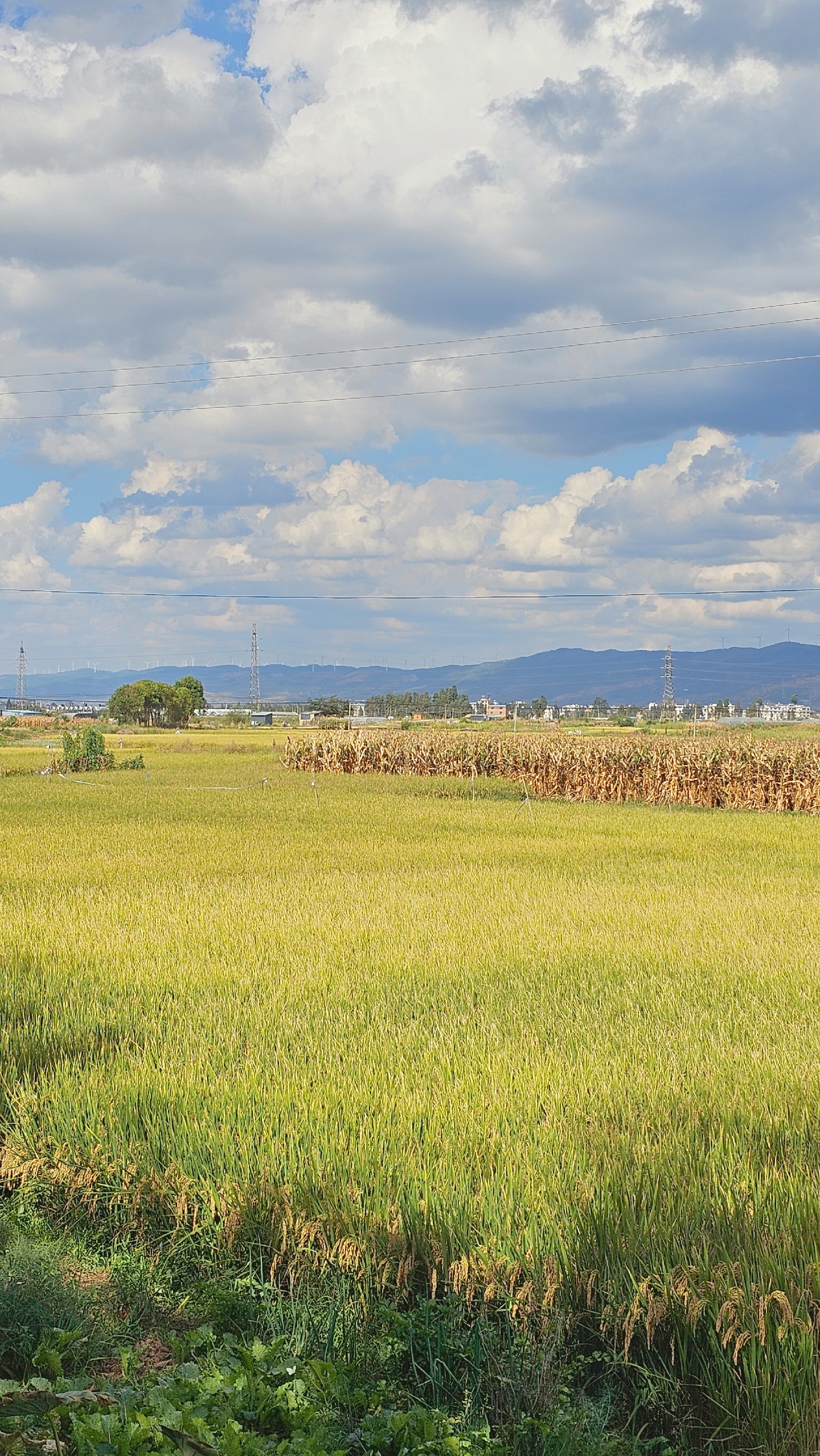 秋日生活创作季# #我是本地分享家