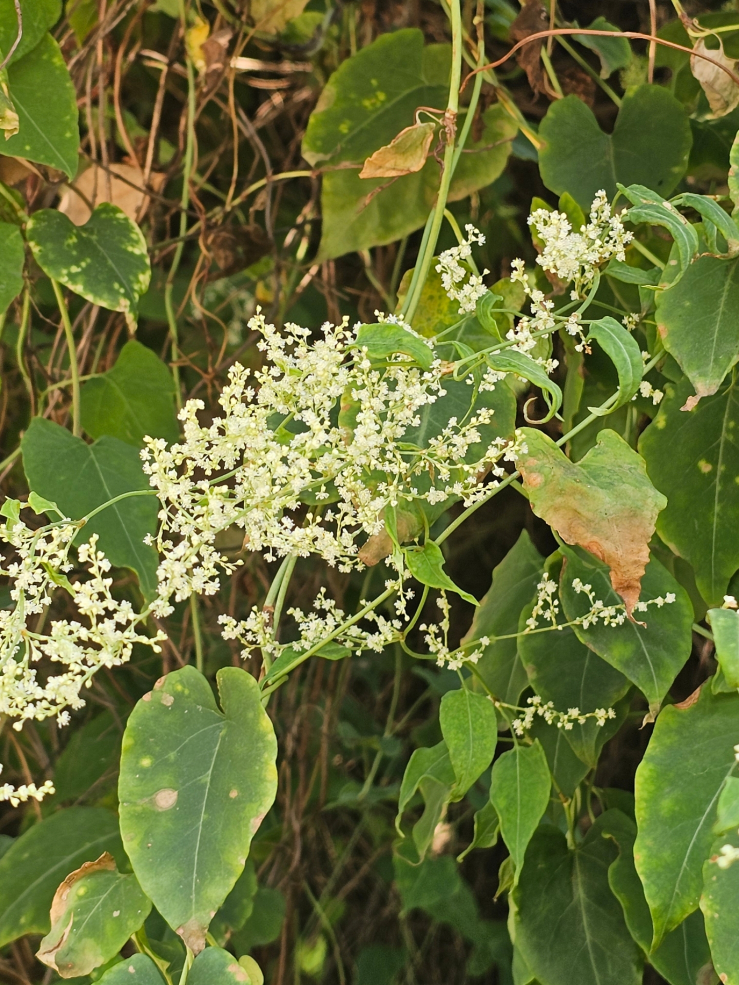 神奇植物-何首乌的盛花期.