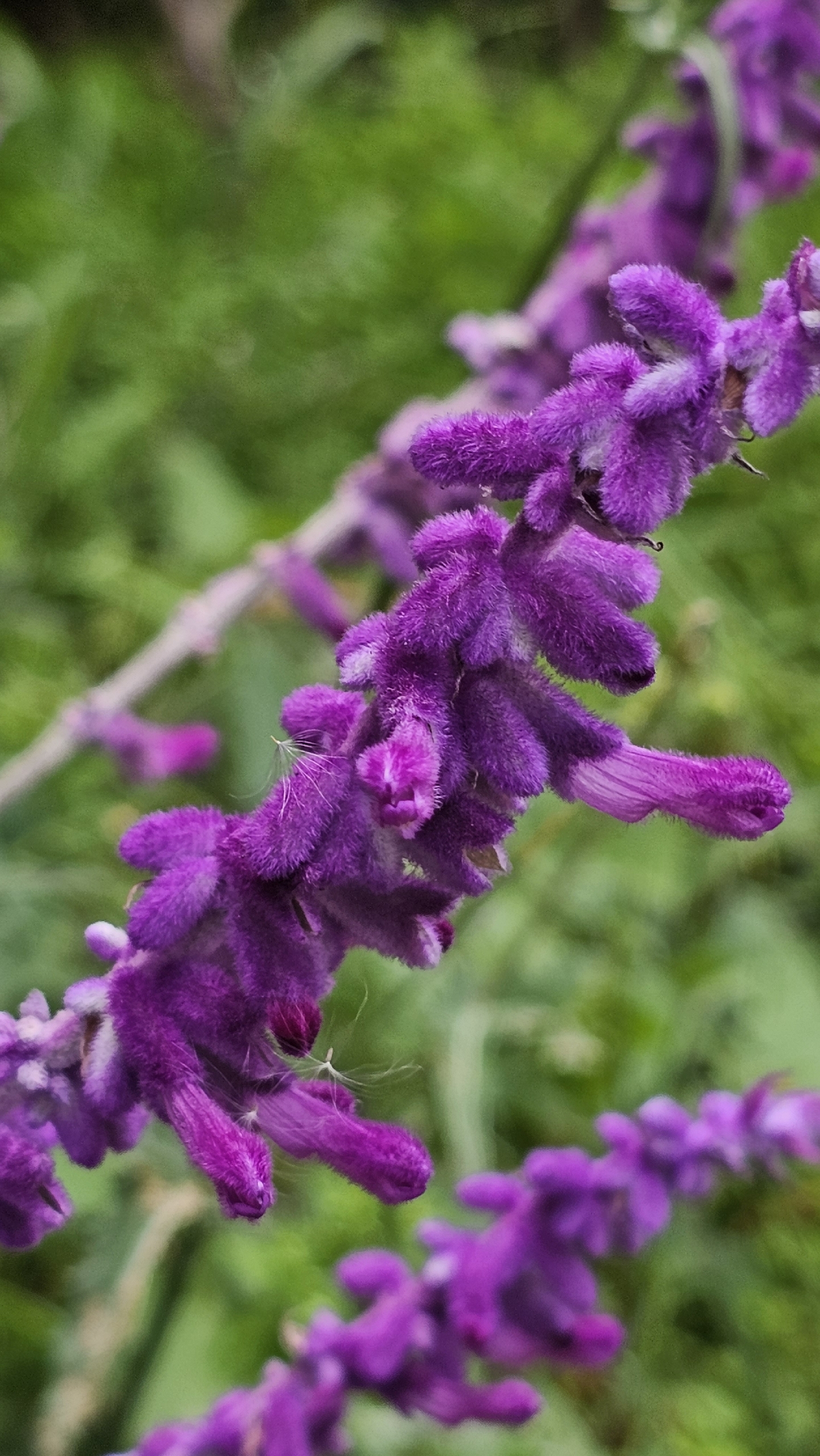 墨西哥鼠尾草的花为紫红色,花冠唇形,毛绒绒的花朵,让人想到全身绒毛