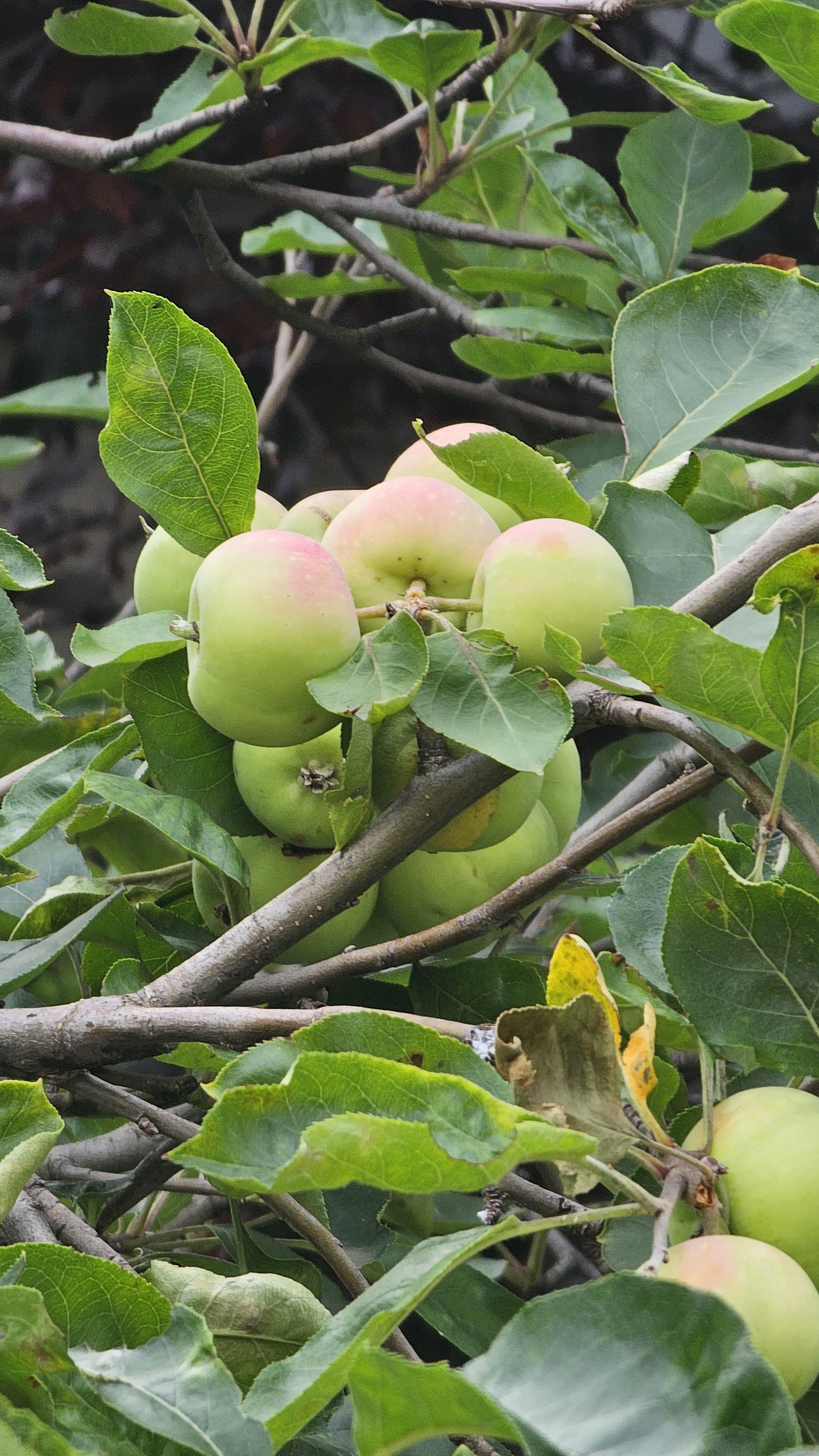 花红是一种蔷薇科,苹果属落叶小乔木,果实形状和味道就像迷你小苹果