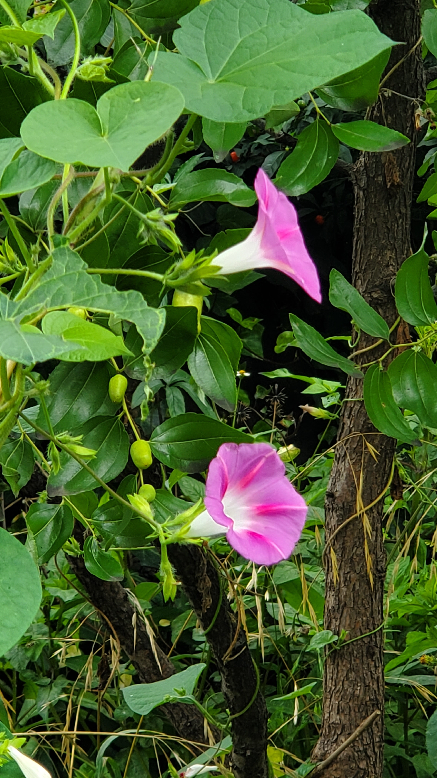 藤蔓花的种类图片