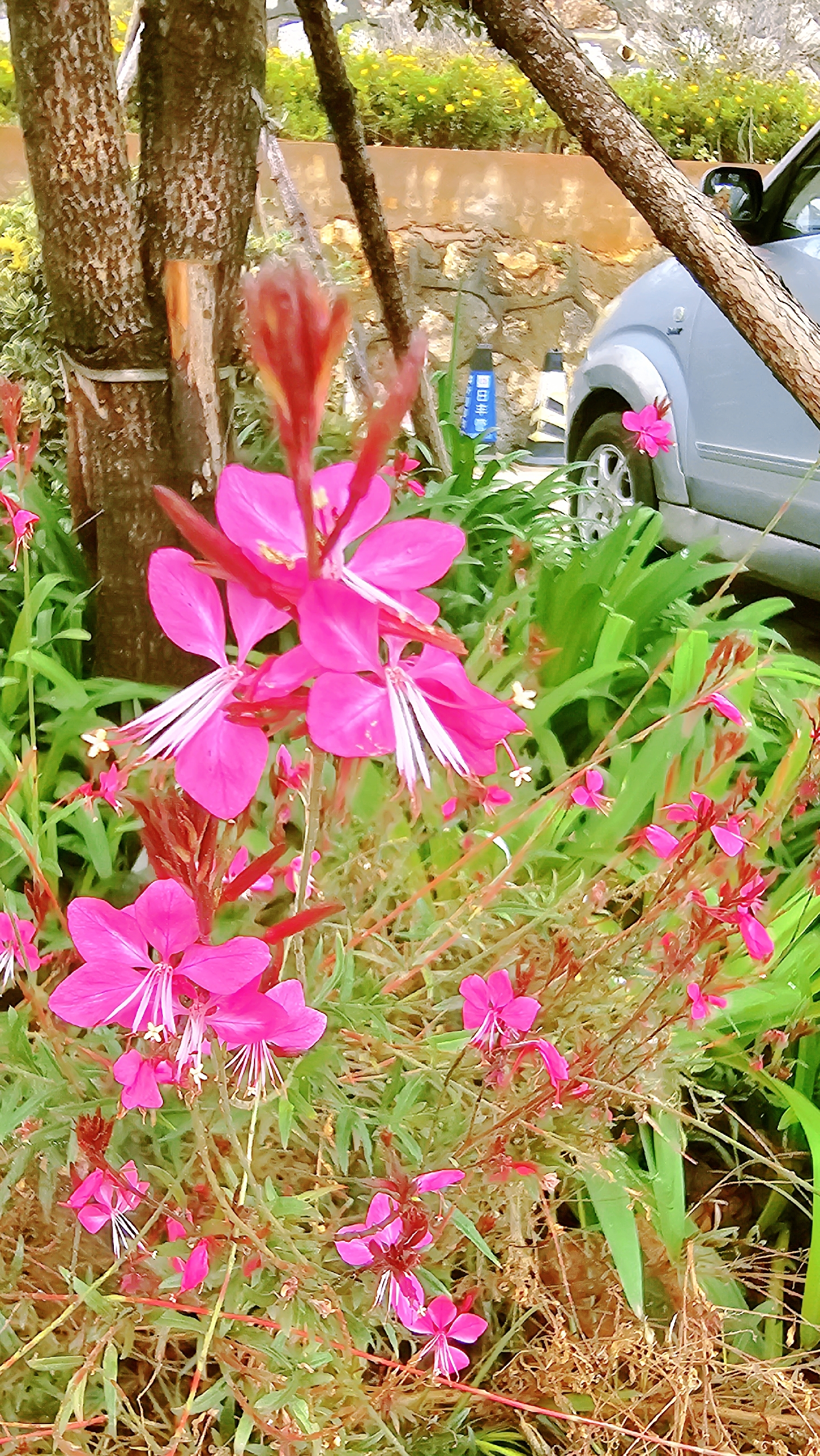 山桃草颜色像桃花