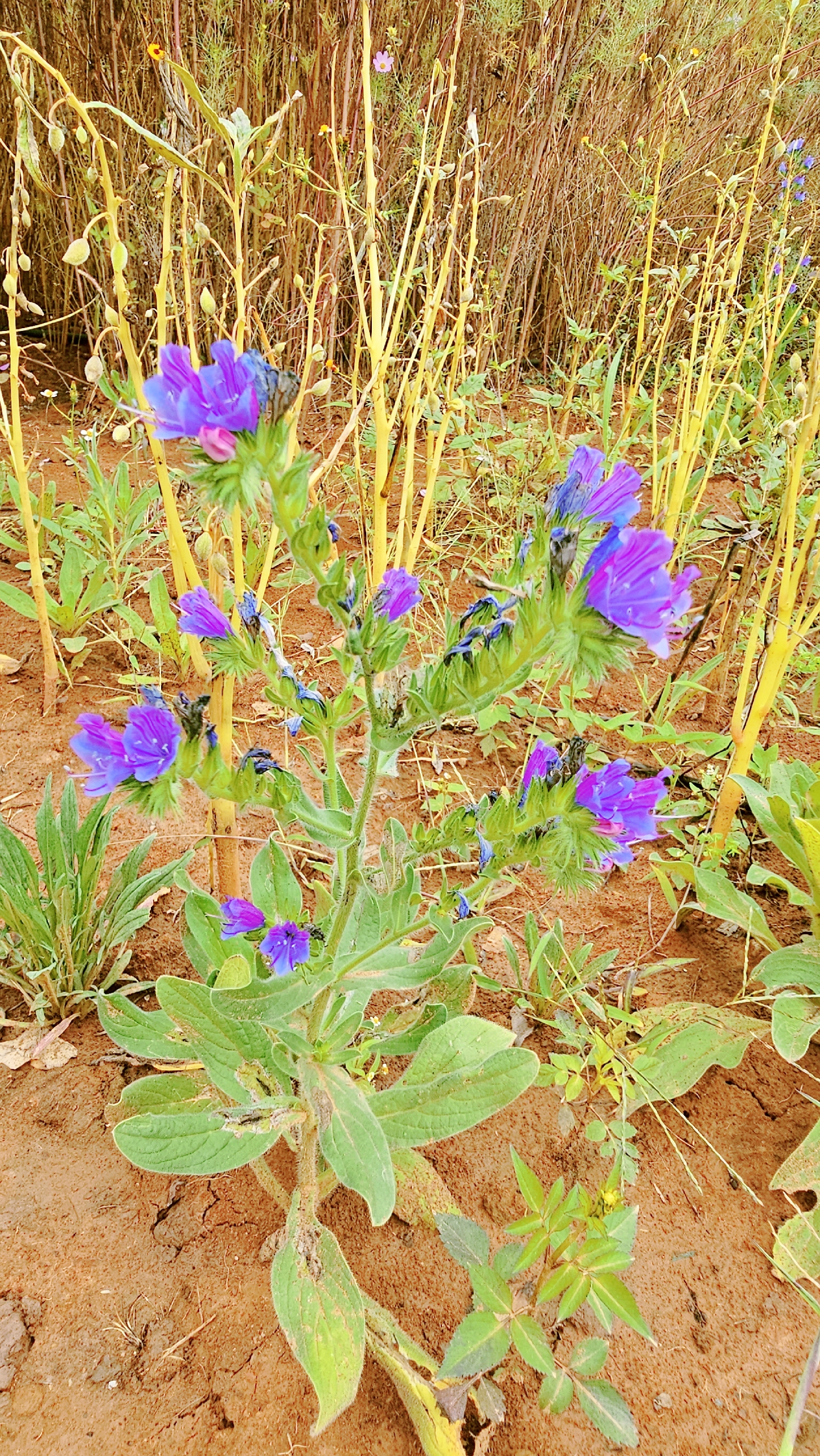 蓝蓟的花语是保佑,这个花朵带来的是庇护和保佑.