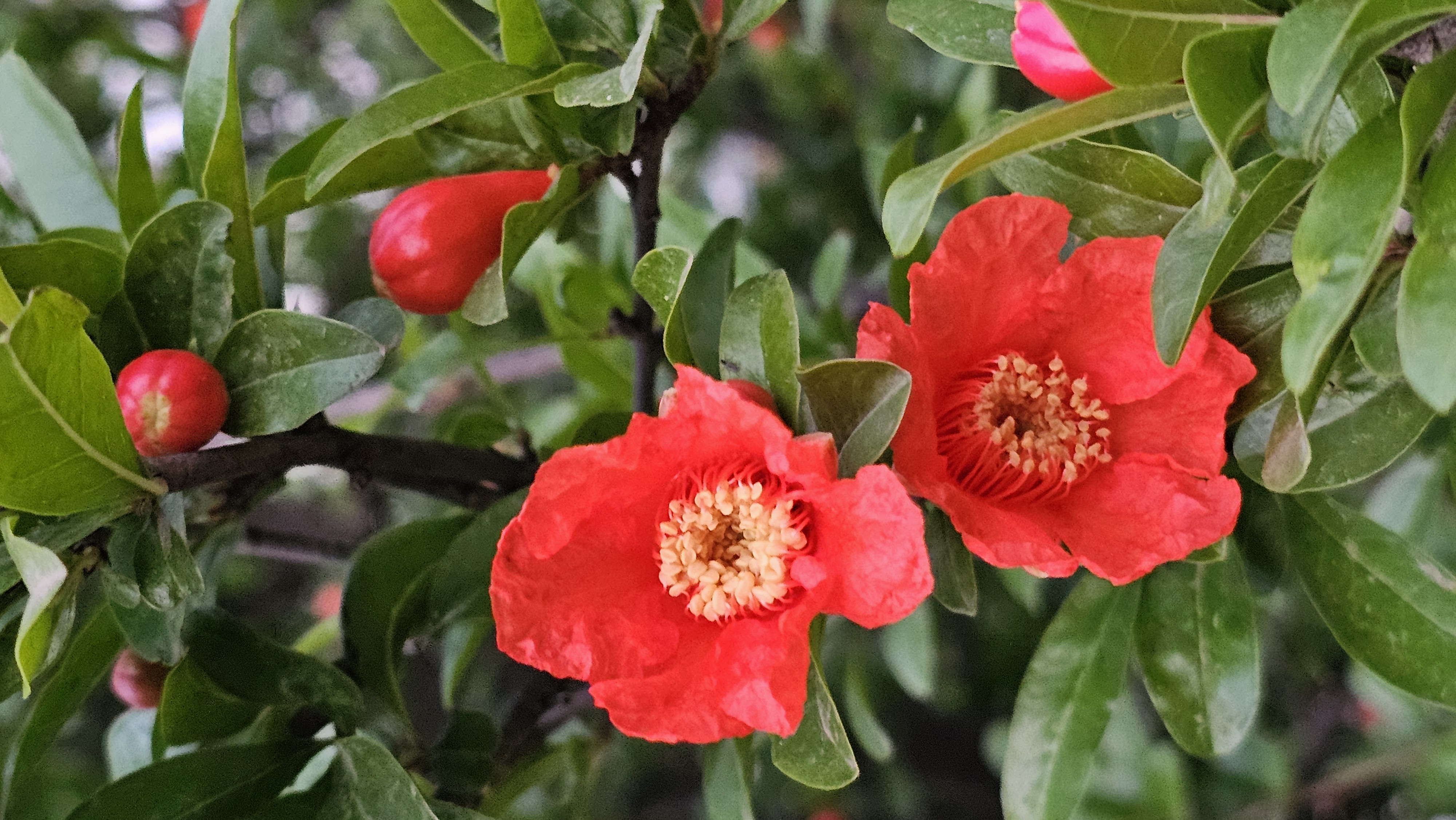 不知不觉,石榴花在四月间红红火火肆意绽放,花开满树