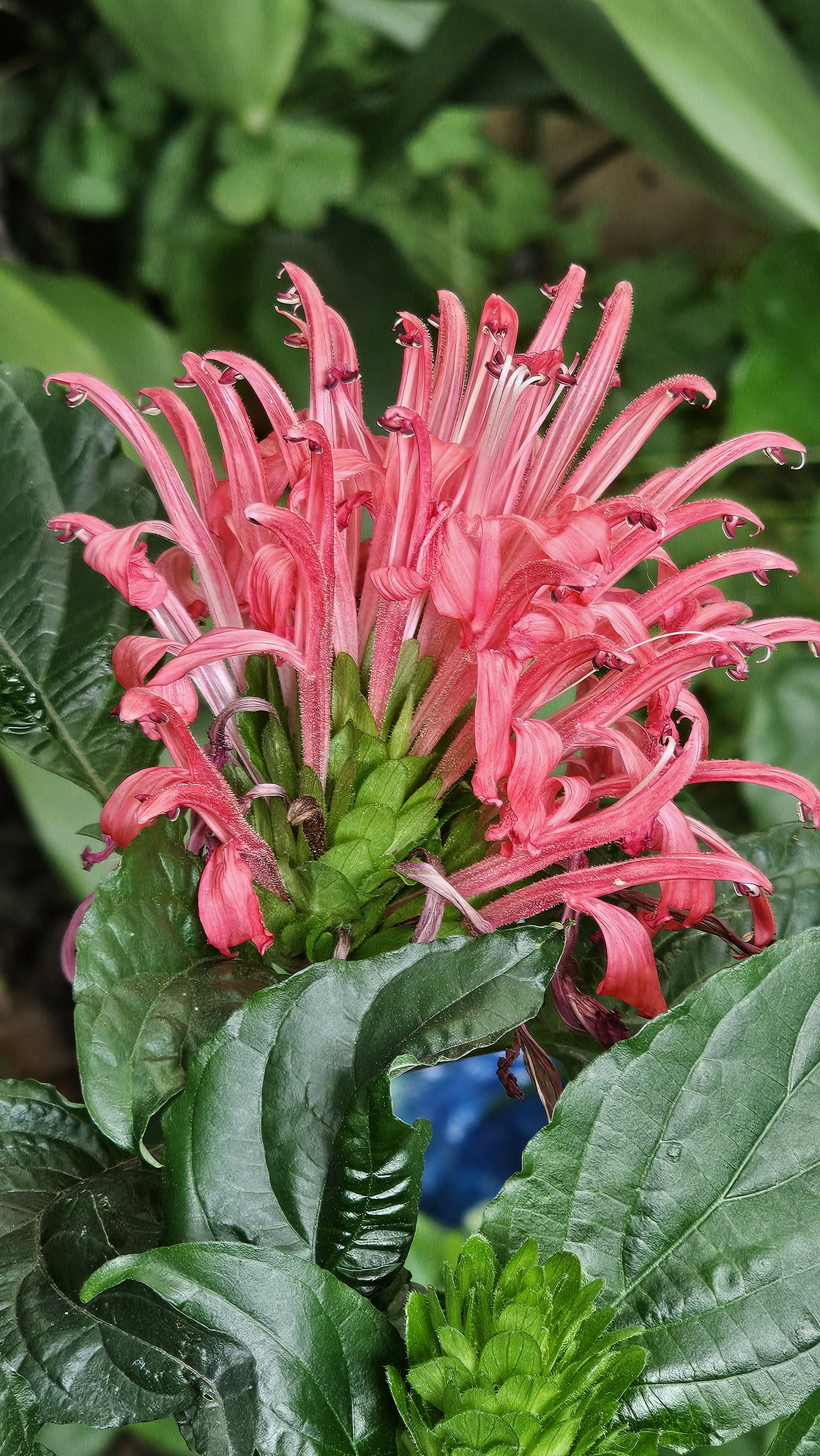 珊瑚花花形独特,花序硕大,花色艳丽