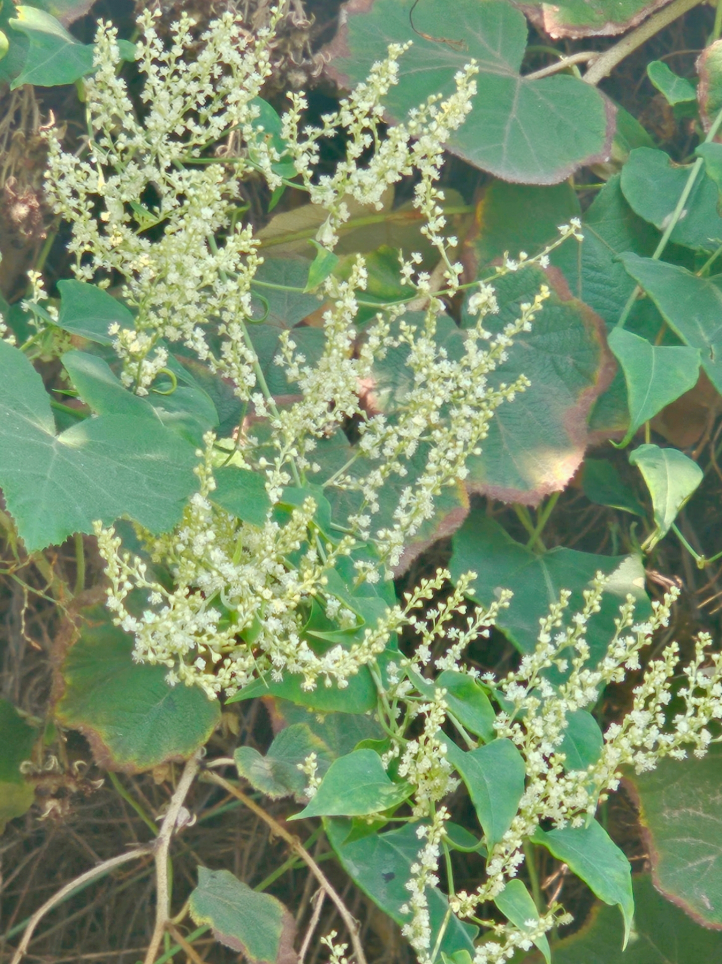 神奇植物-何首乌的盛花期.