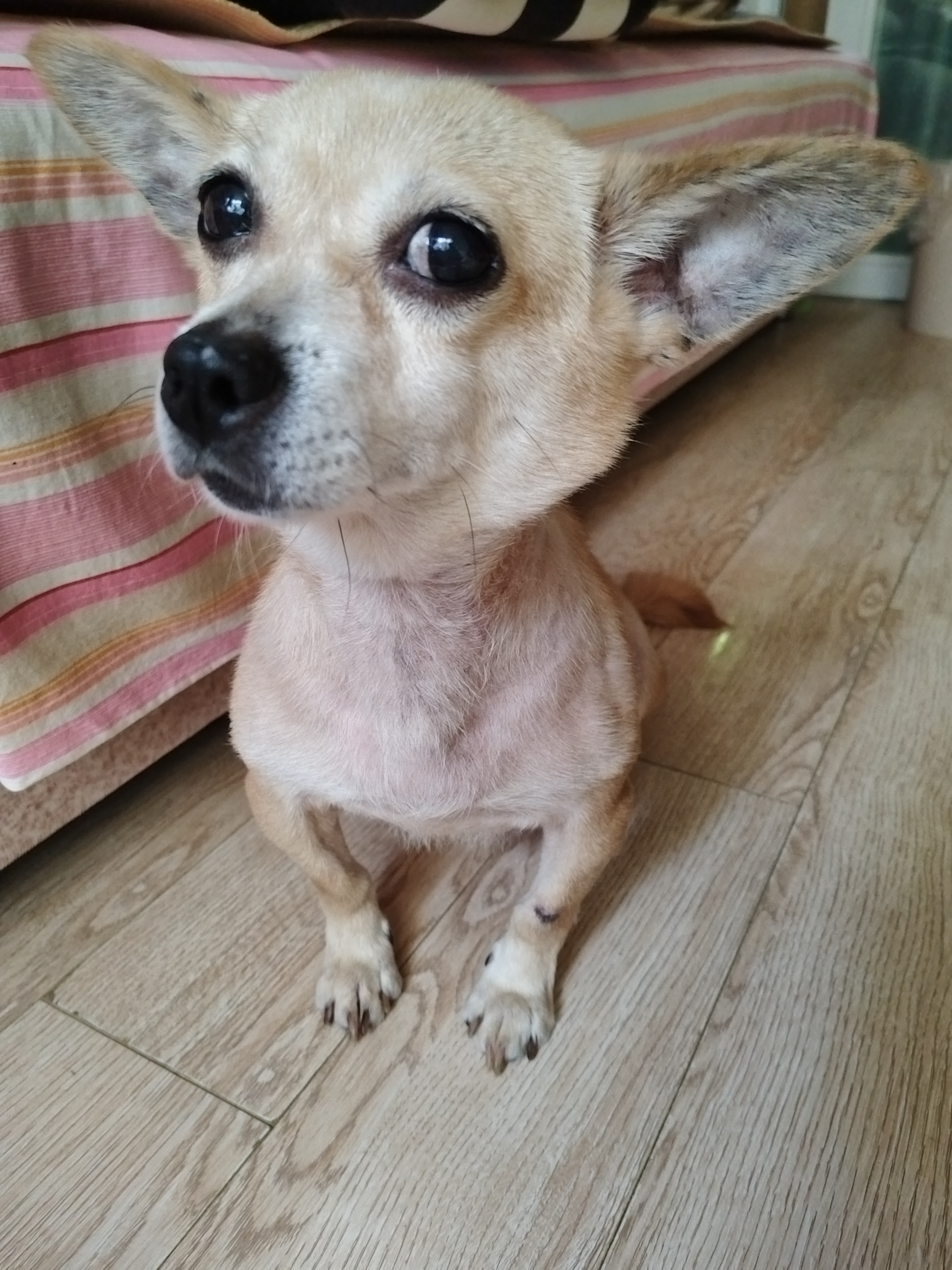 狗子怎么看懂了我的意思?