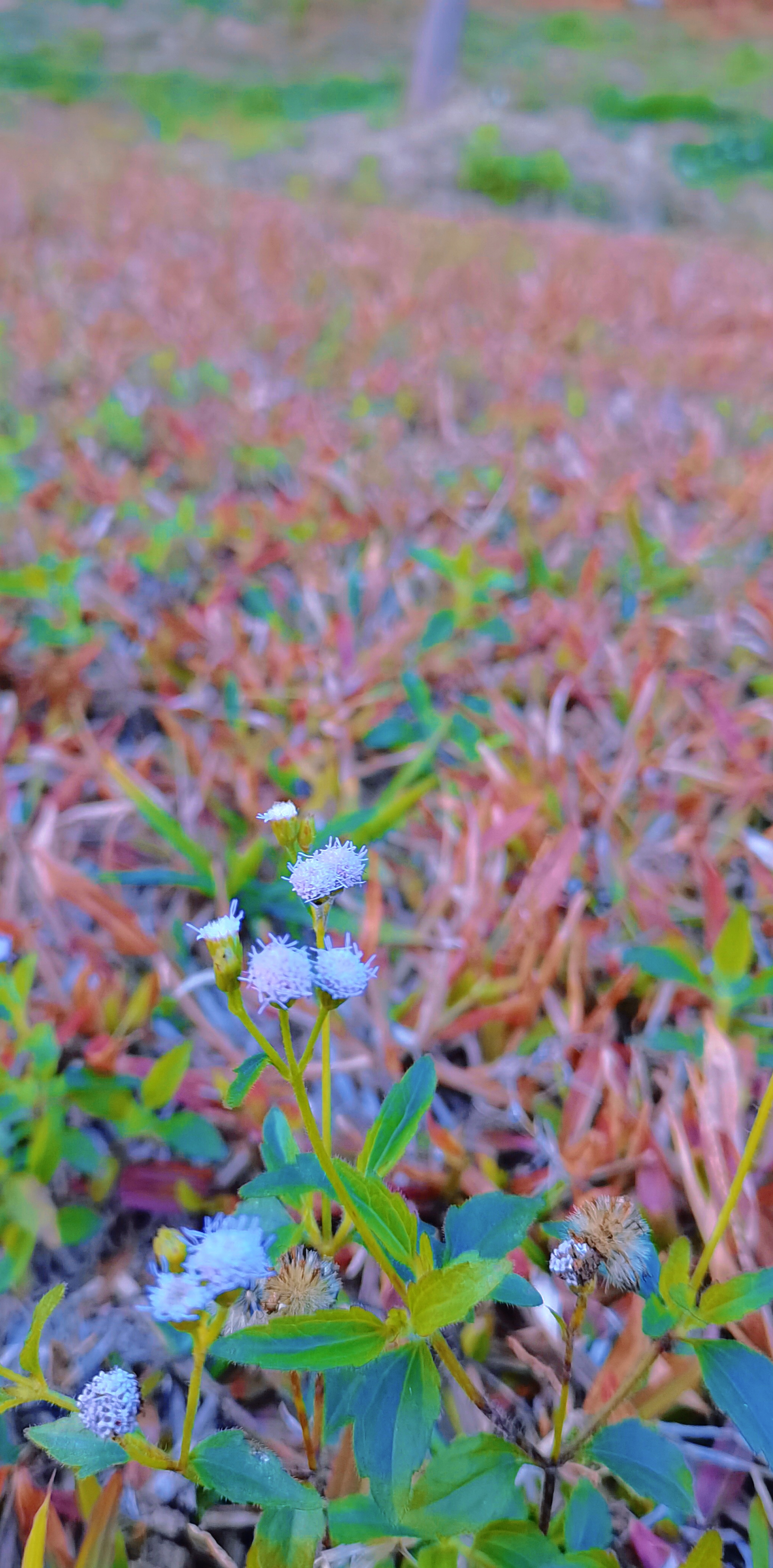 苔花寓意图片