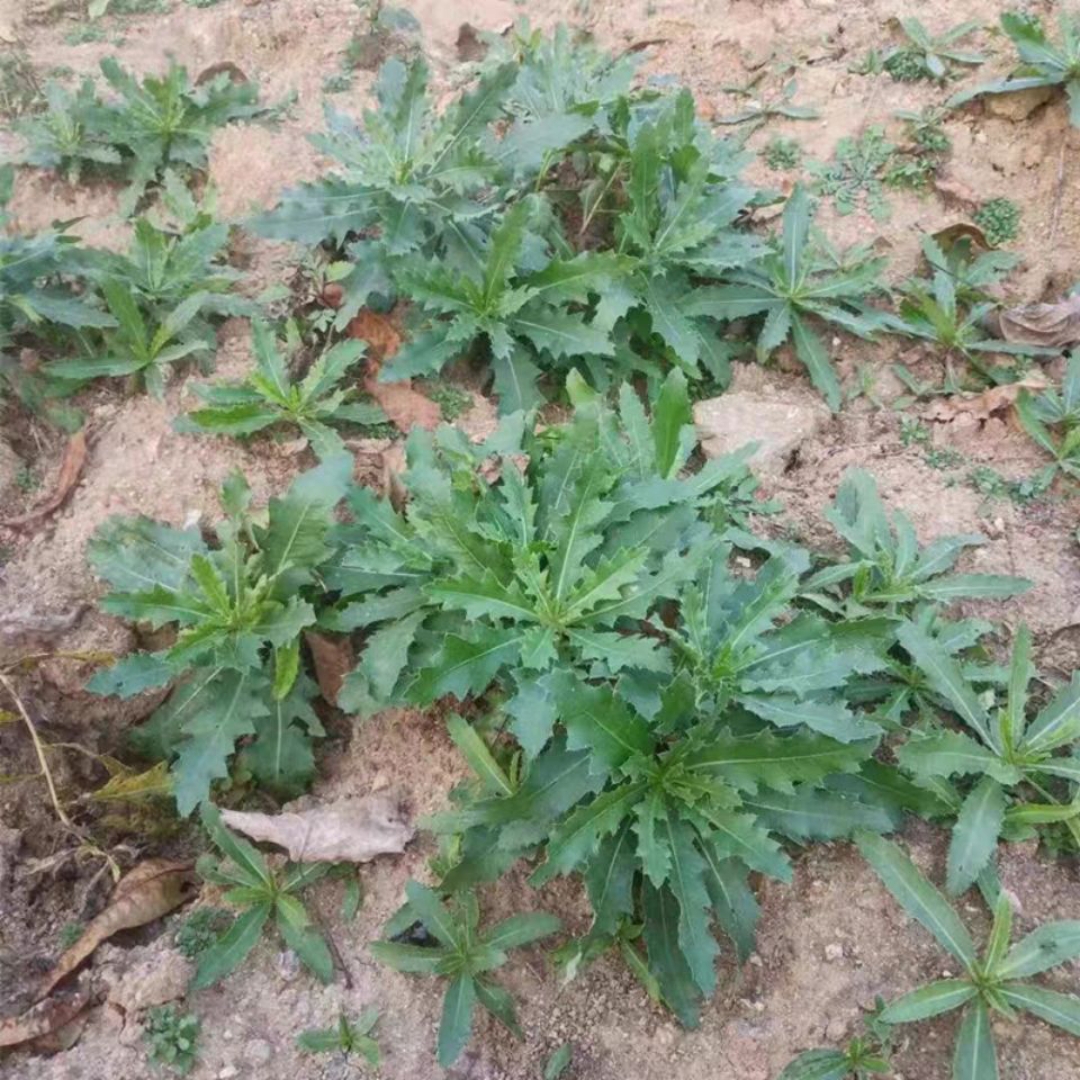 这个野菜小时候吃过,很好吃的,煮熟了就没有刺了,我们老家叫七七菜