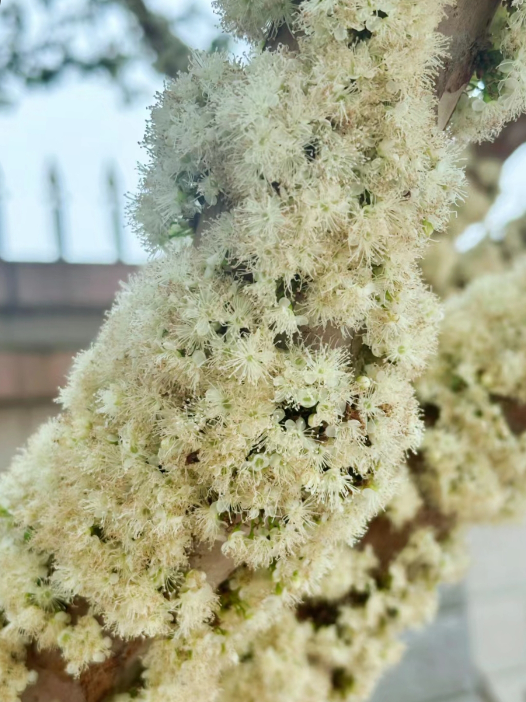 这棵大树太奇怪了,满树的花居然开在树皮上,大家知道这是什么树吗?