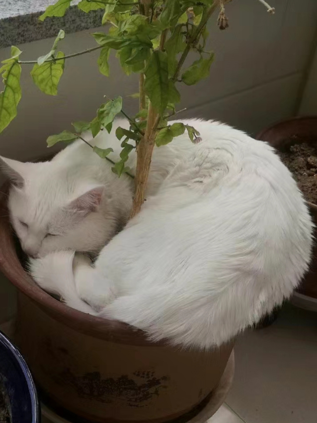 小猫真的是软体动物,多小的容器都容得下它.