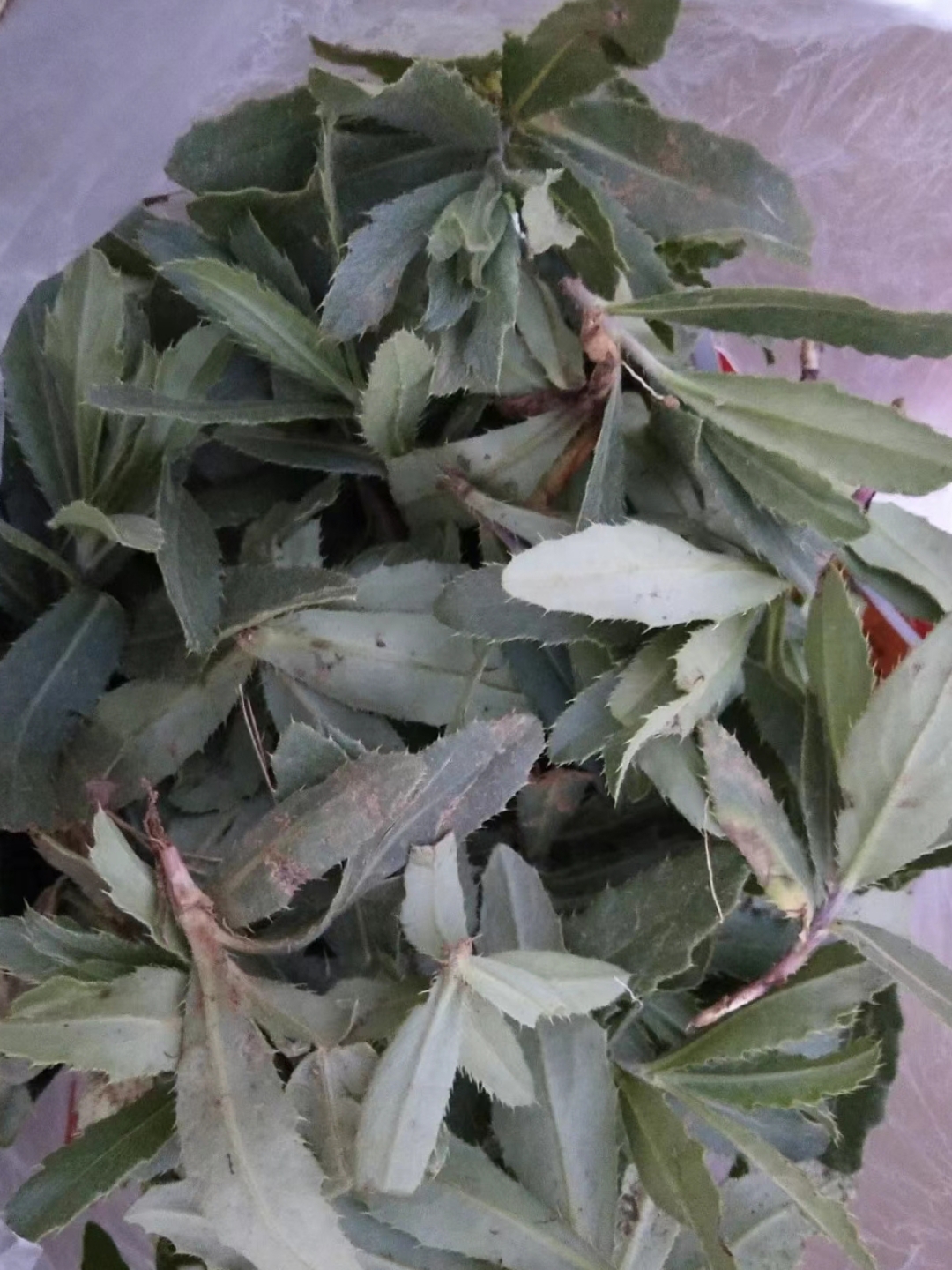 去野外挖野菜,本来想挖点苦菜回家蘸酱吃,但是发现苦菜都老了,没法吃