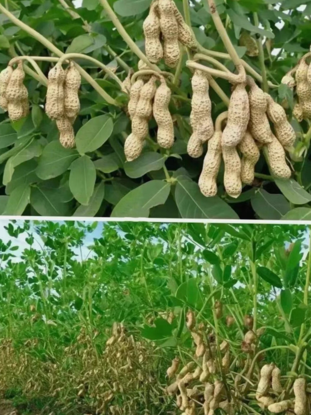 这是什么品种啊?长在地上的花生大家见过吗?