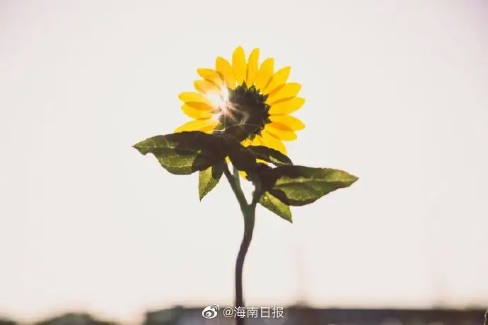 天若有情天亦老 人间正道是沧桑 扫地误伤蝼蚁命 爱惜飞蛾纱罩灯