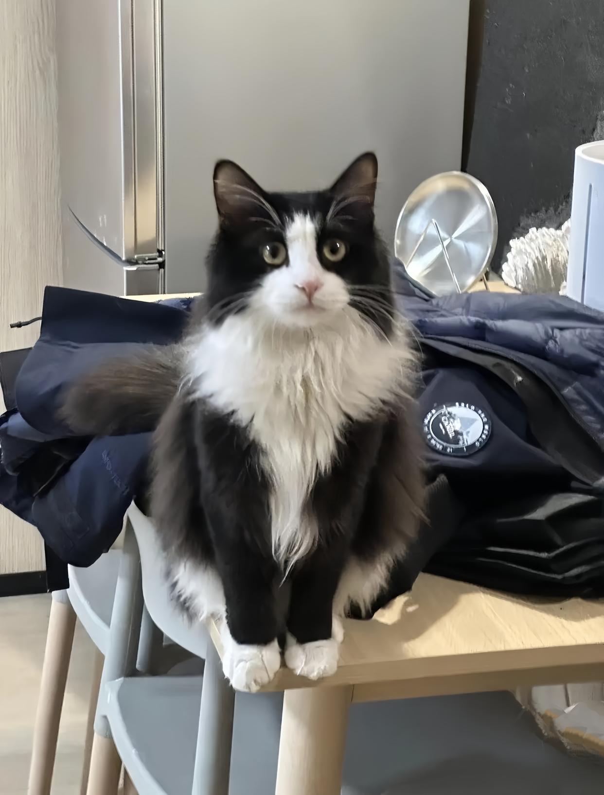 好漂亮的长毛奶牛猫啊,说能想到它以前是在流浪的?