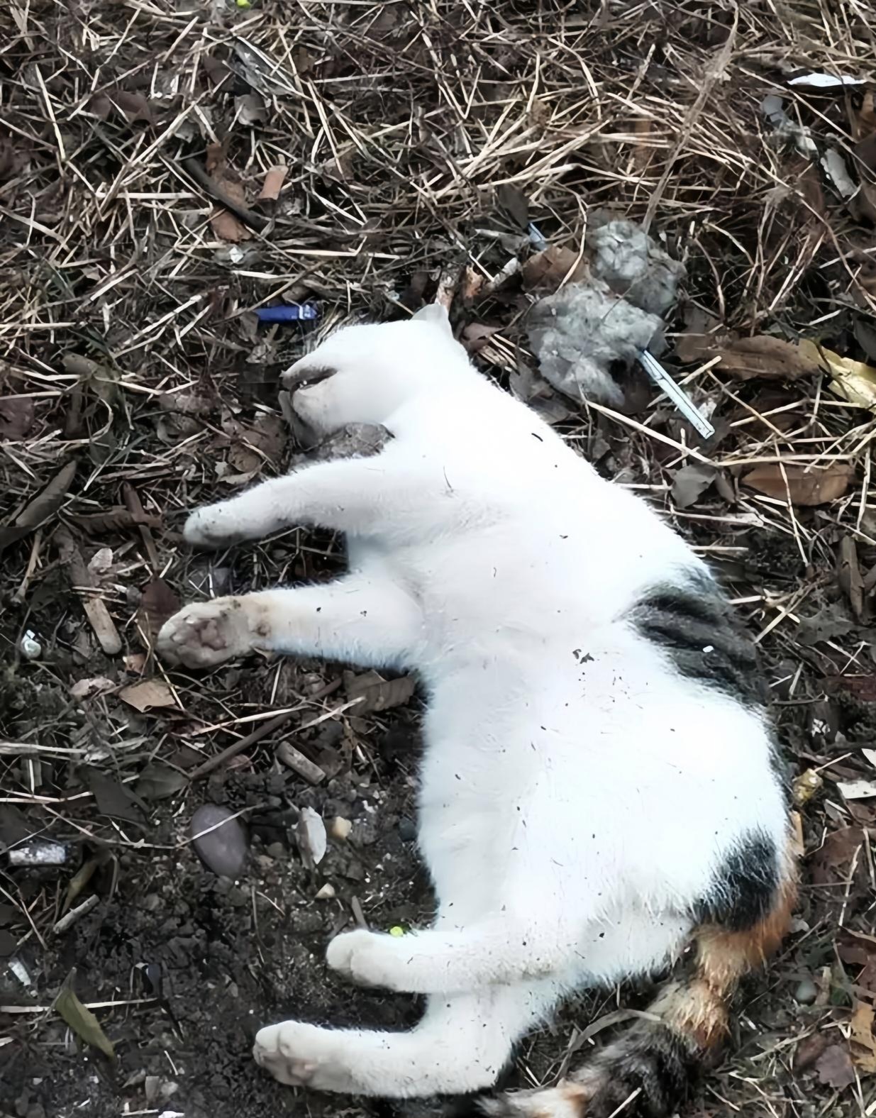 真不能看这种场面,看得好心痛啊,到底是什么样的人