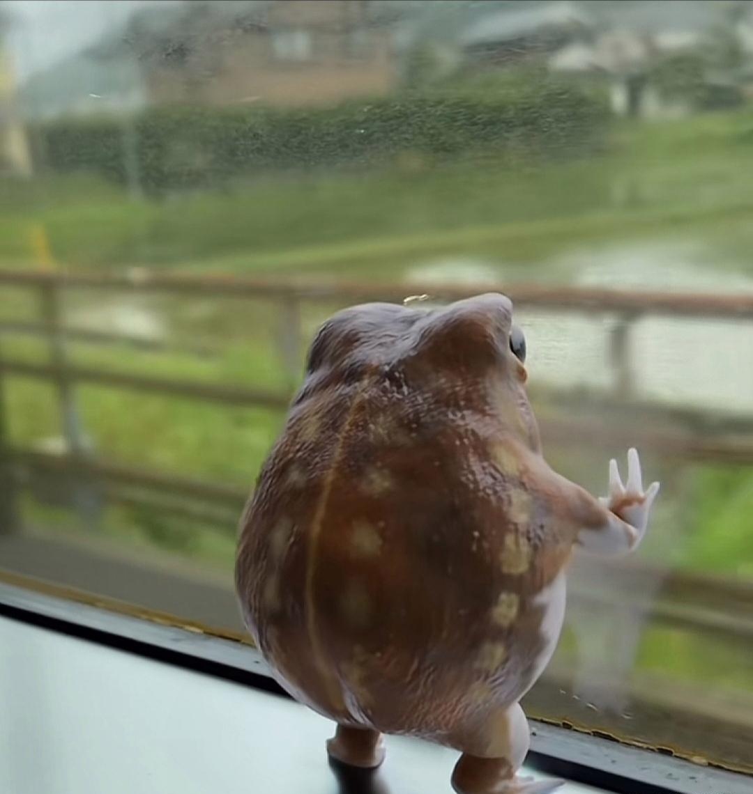 看这忧伤的背影,它好像有心事呢,第一次觉得青蛙也可以是可爱的,这