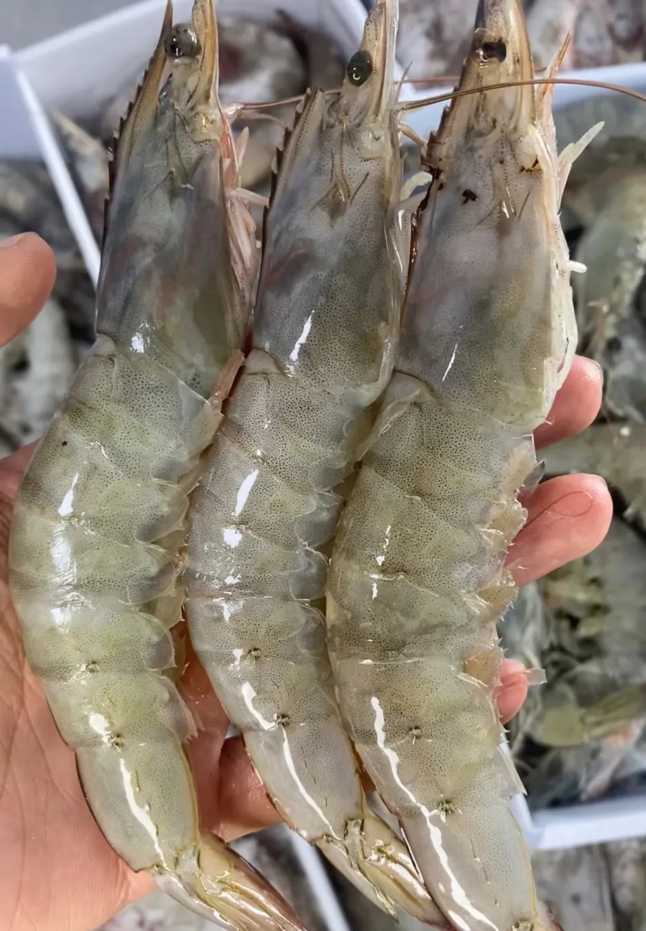 所谓的盐田虾,海水大虾,海水捕捞大虾,白对虾等,其实都是南美白