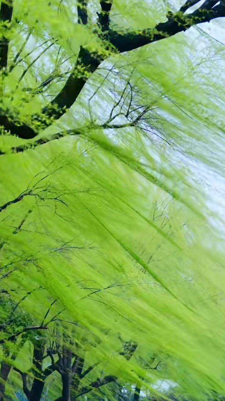 西湖的柳浪闻莺,嫩芽初绽,风吹绿丝如碧波