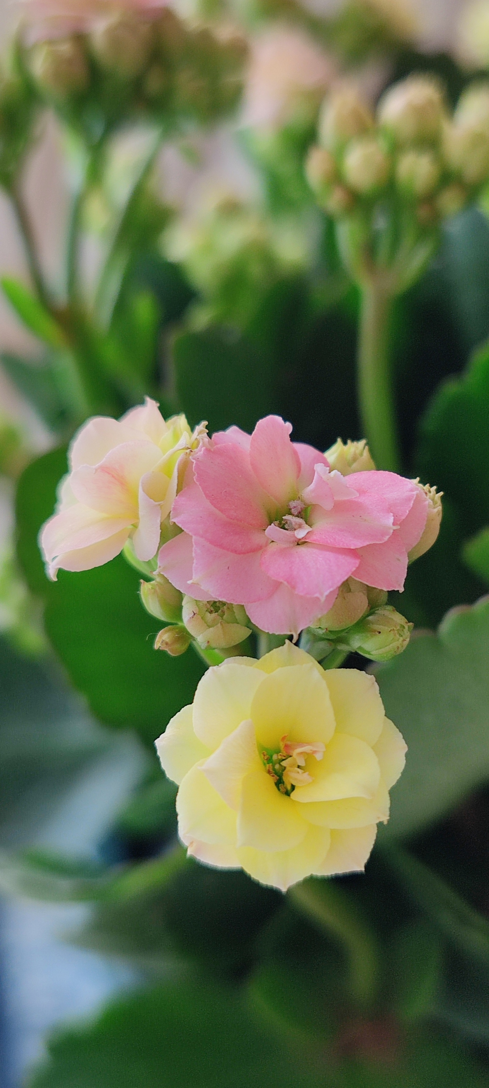 长寿花开 78邂逅梦幻之花,我的奇趣生活体验95  94在平凡的日子